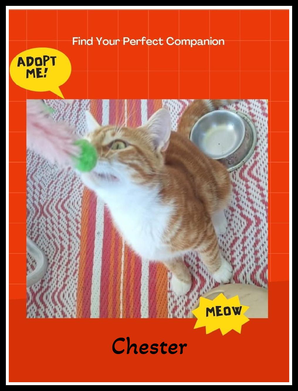 “Chester: 7 months of charm, heartmelt moments, and irresistible toe beans.”, Adopted, Young Male Domestic Short Hair.