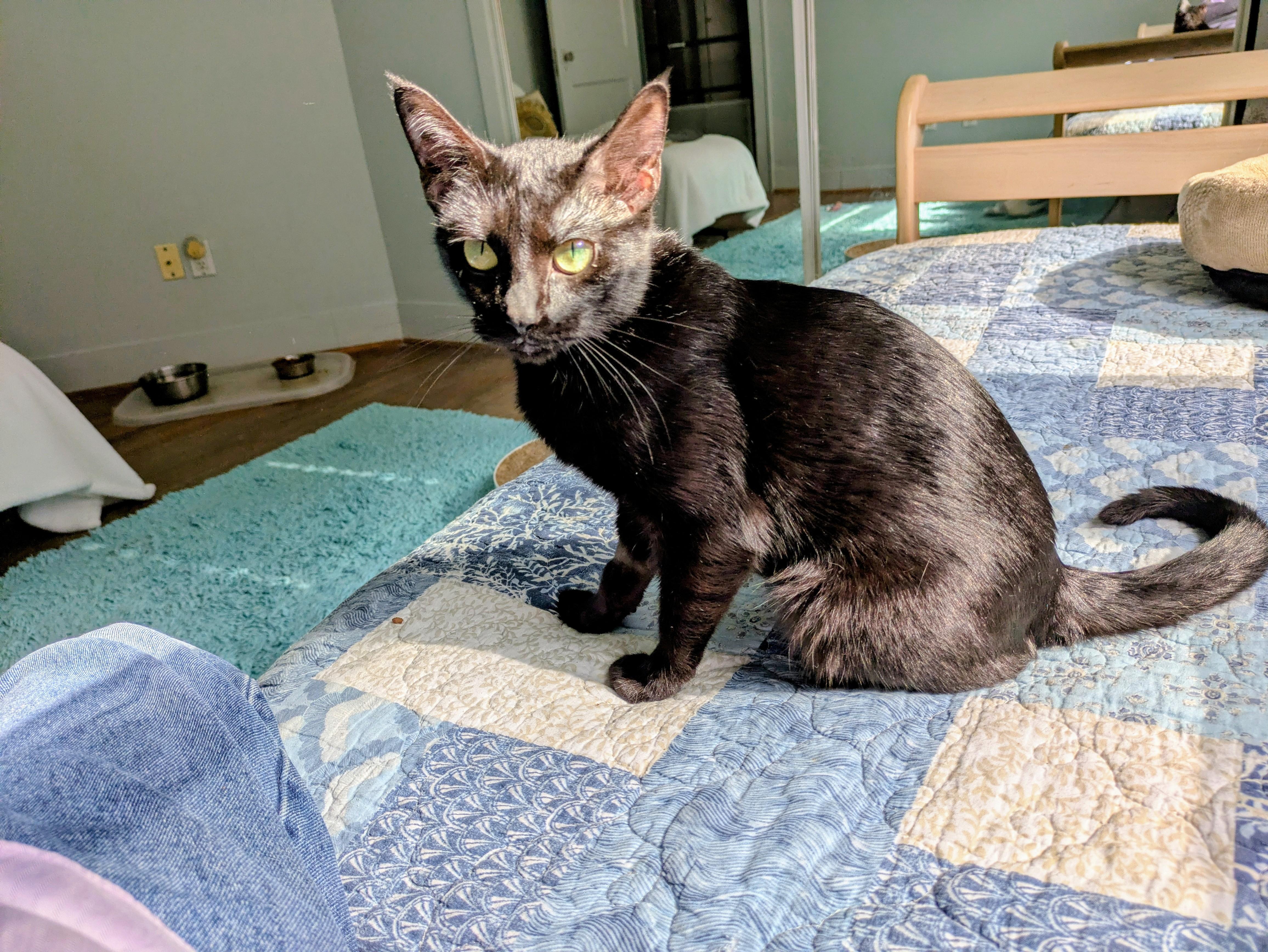 Enlarge Holiday, an adopted mixed breed in Houston, TX image 1/3