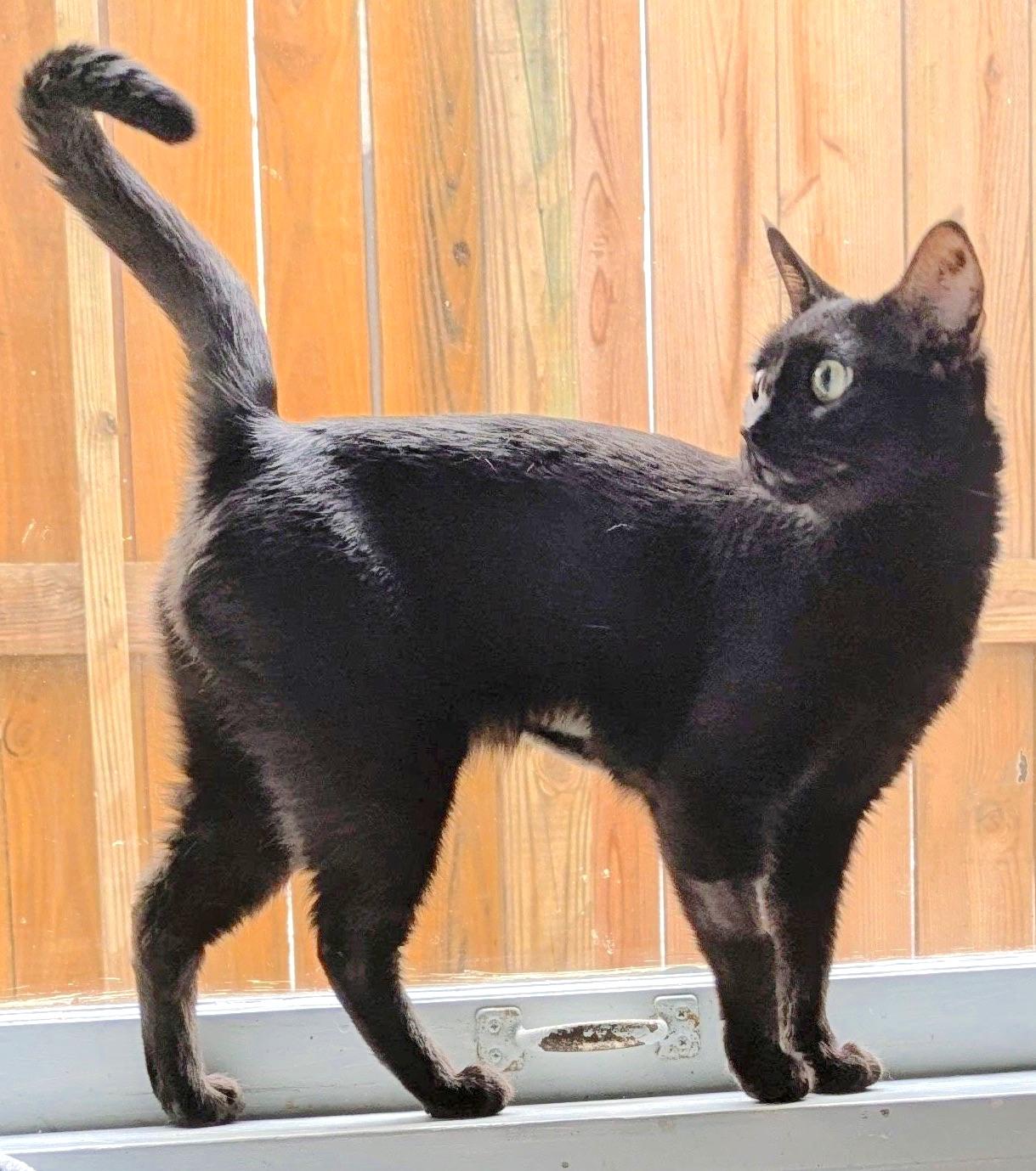 Enlarge Holiday, an adopted mixed breed in Houston, TX image 3/3