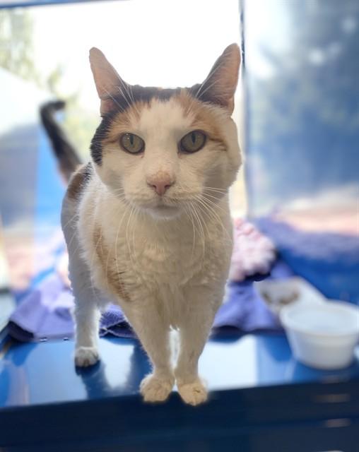 MAUDE, Adoptable, Adult Female Domestic Short Hair.