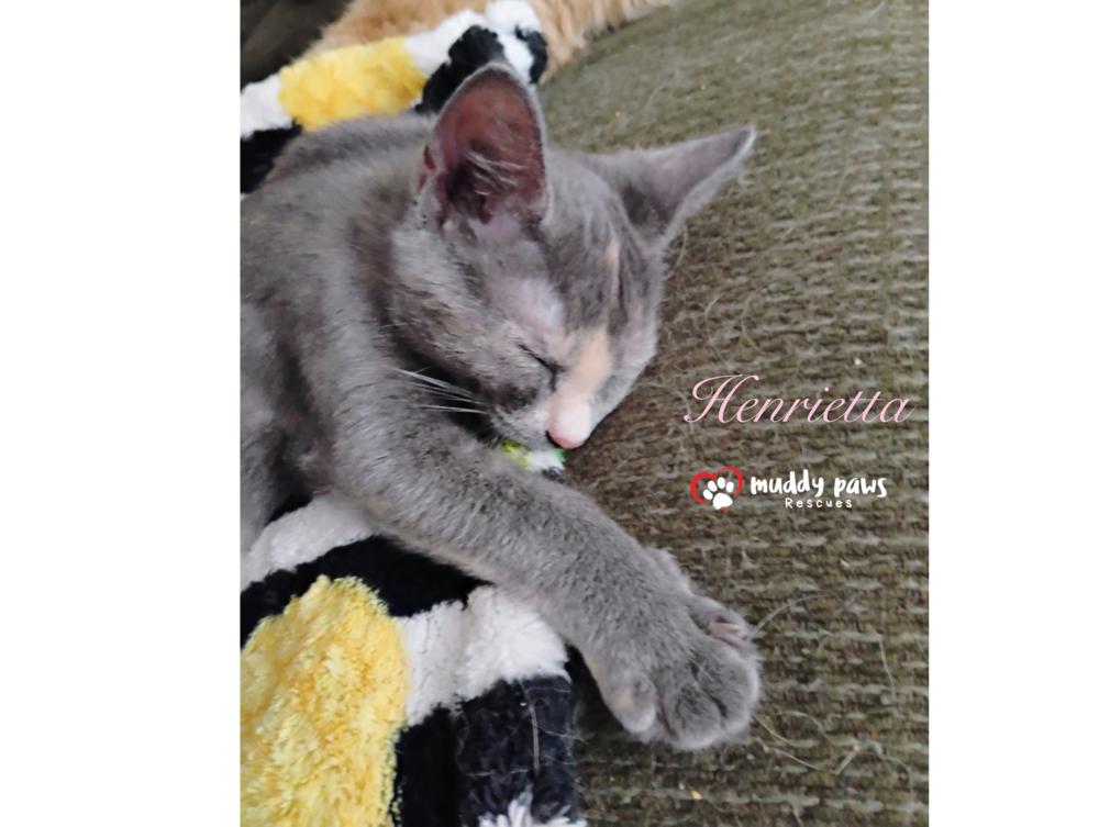 Genteel Southern Belles: Miss Henrietta