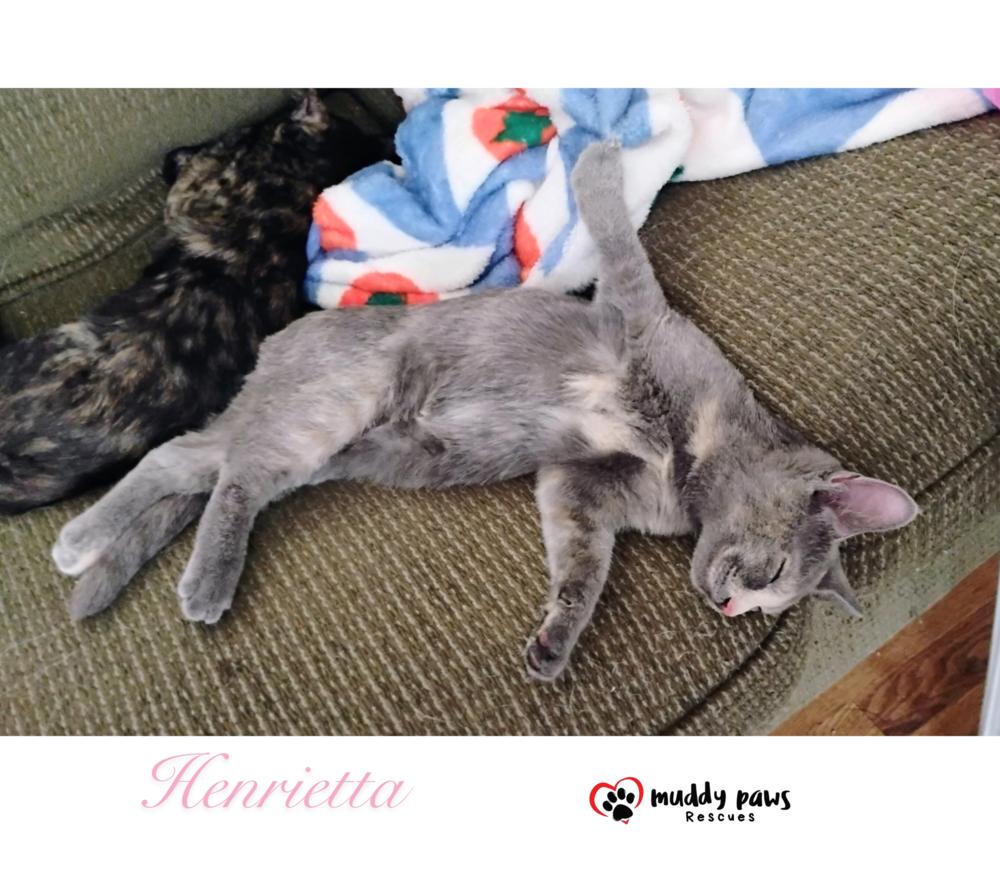 Genteel Southern Belles: Miss Henrietta — thumbnail 2