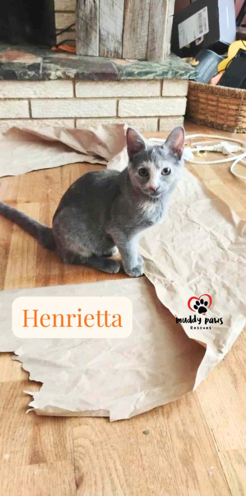 Genteel Southern Belles: Miss Henrietta — thumbnail 3