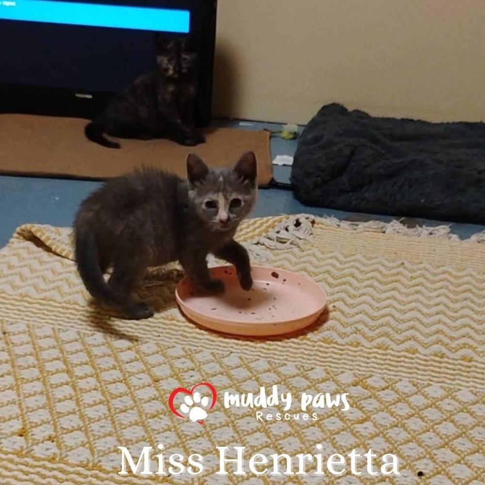 Genteel Southern Belles: Miss Henrietta — thumbnail 4