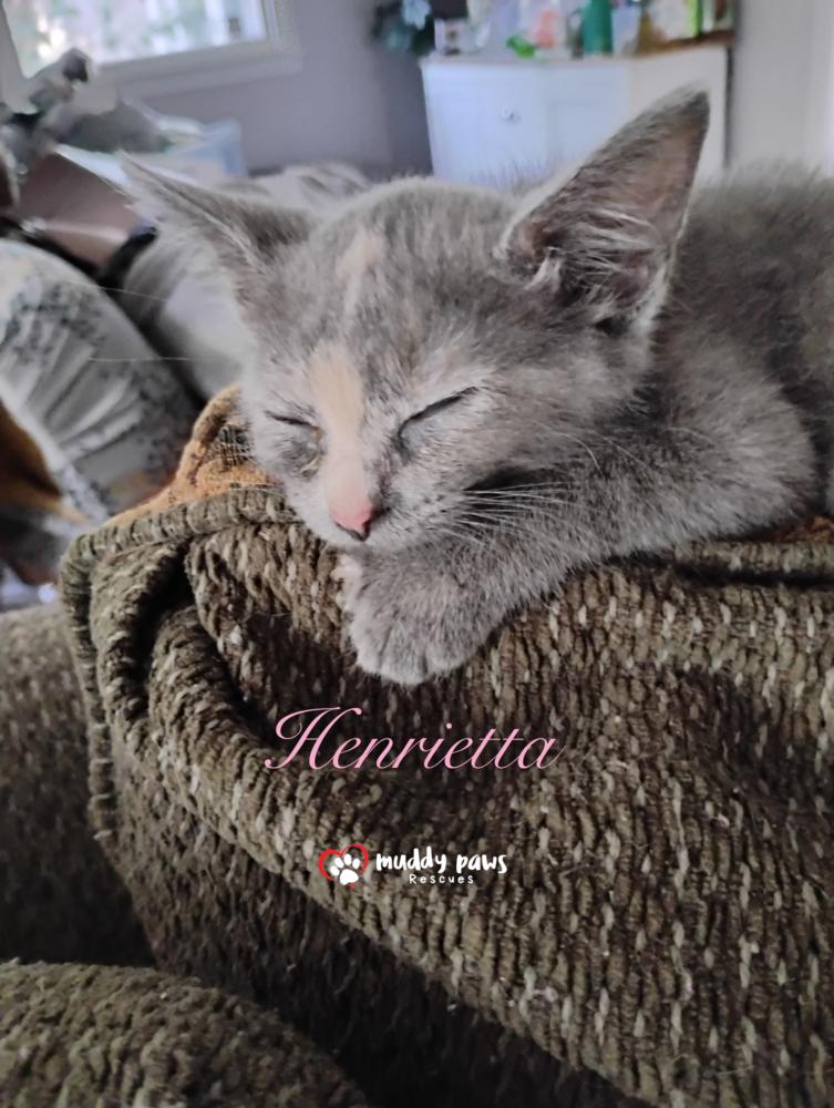 Genteel Southern Belles: Miss Henrietta — thumbnail 5