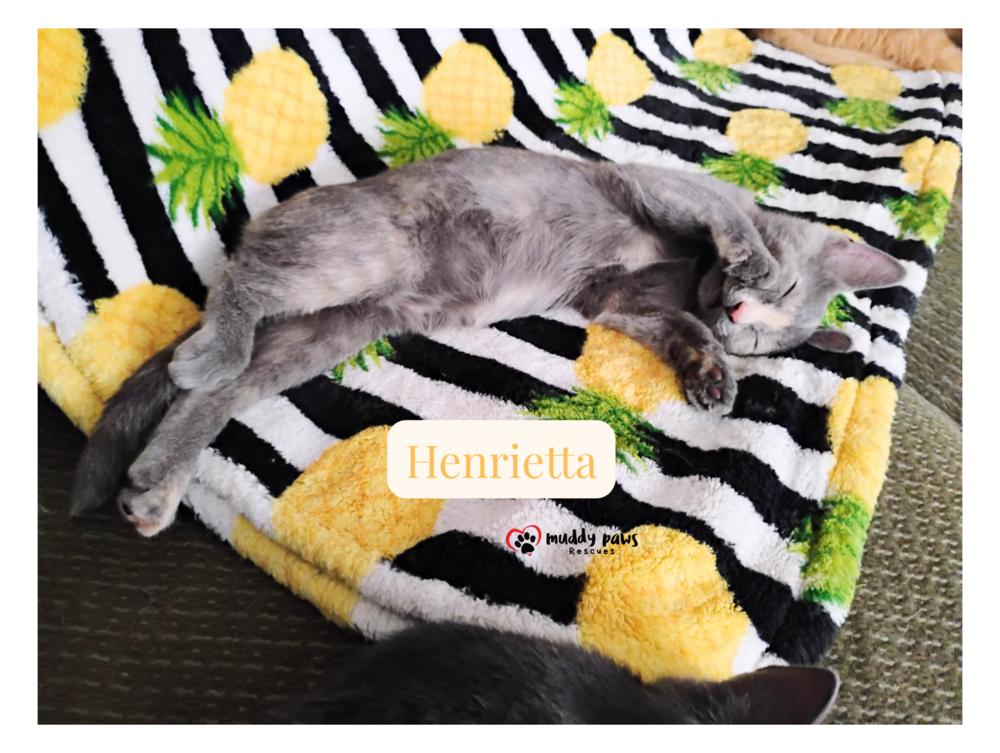 Genteel Southern Belles: Miss Henrietta — thumbnail 6