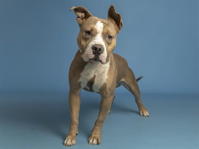 Enlarge KNOX, a Adoptable Pit Bull Terrier in Phoenix, AZ image 1/1