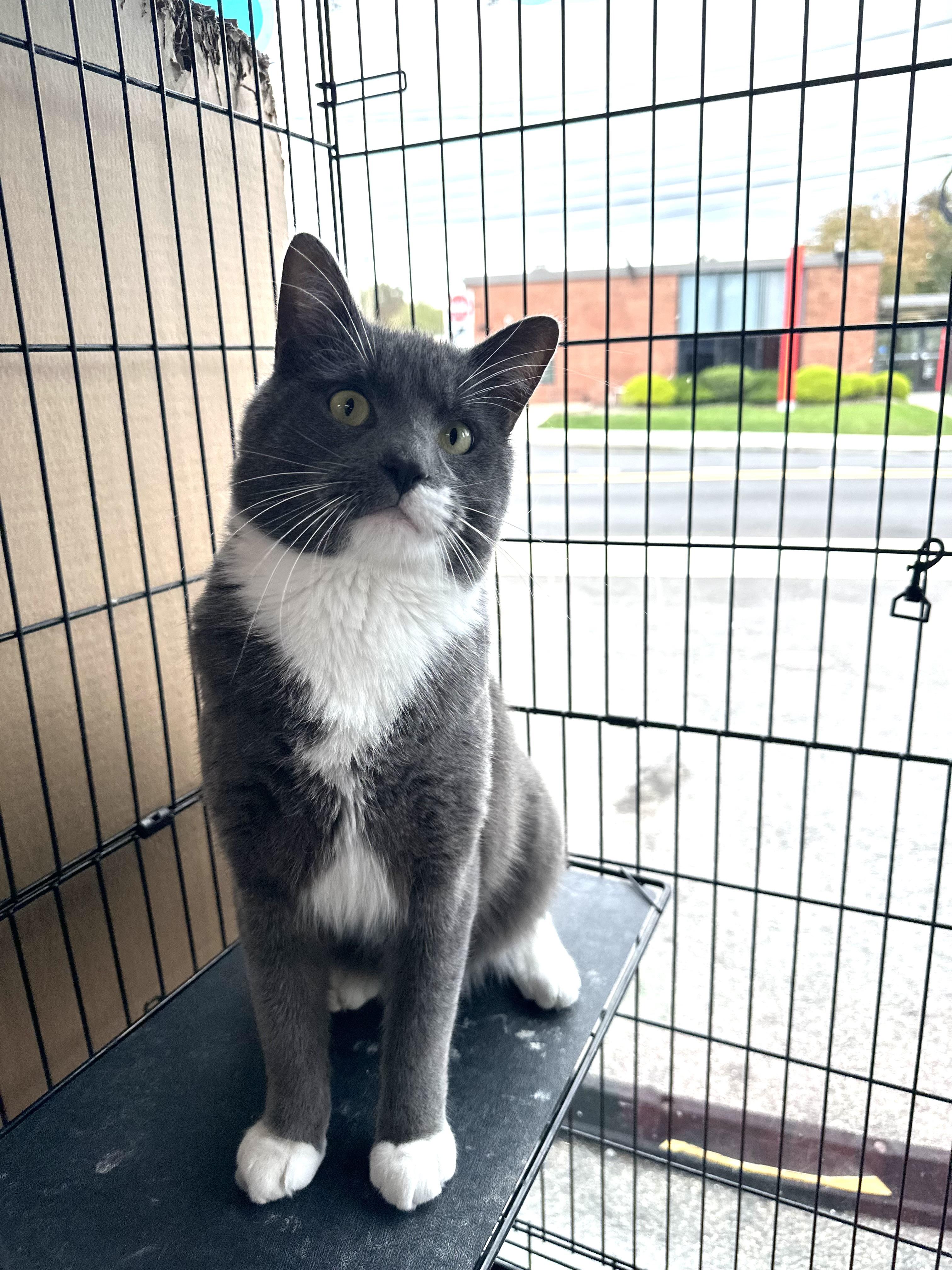 Luca, Adoptable, Adult Male Domestic Short Hair.