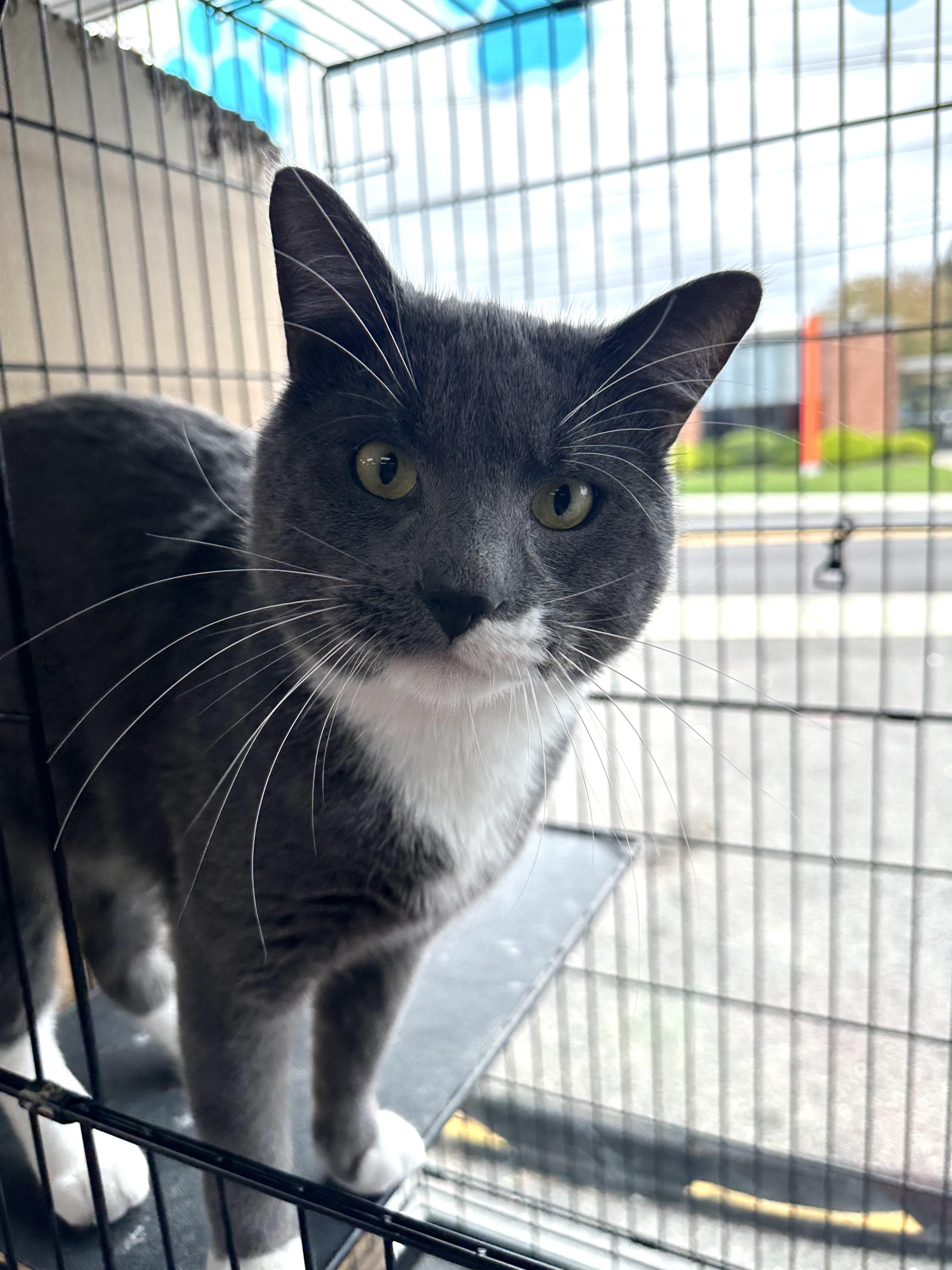 Enlarge Luca, a Adoptable Domestic Short Hair in Hoboken, NJ image 2/3