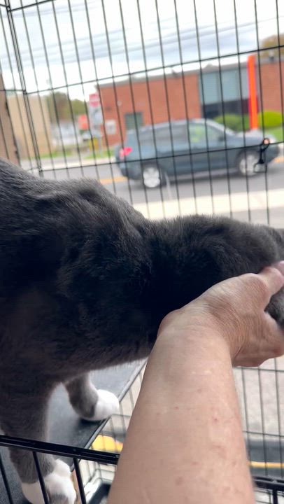 Enlarge Luca, a Adoptable Domestic Short Hair in Hoboken, NJ video 3/3