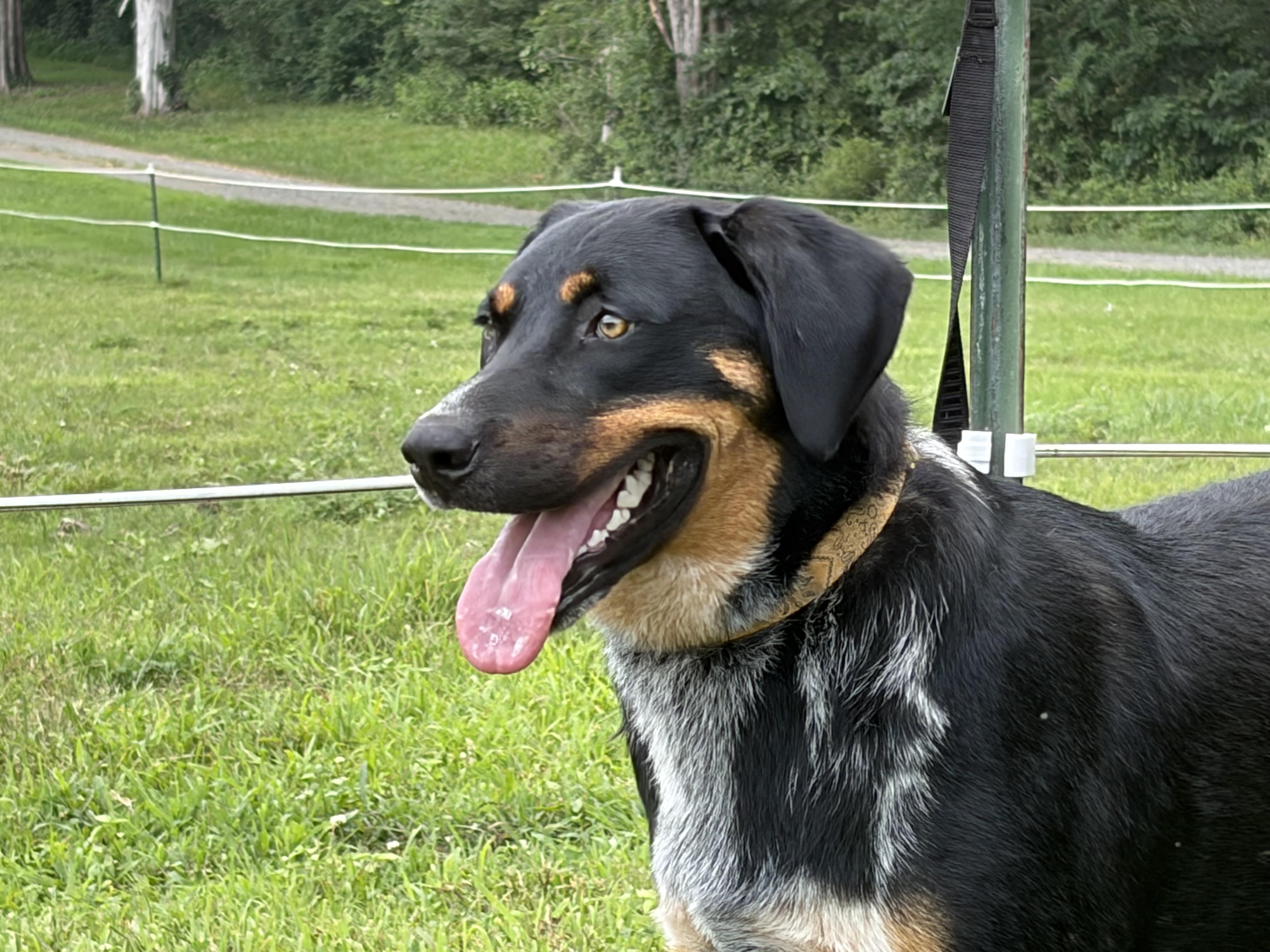 Enlarge Stevie, a ADOPTABLE mixed breed in Warrenton, VA image 4/6