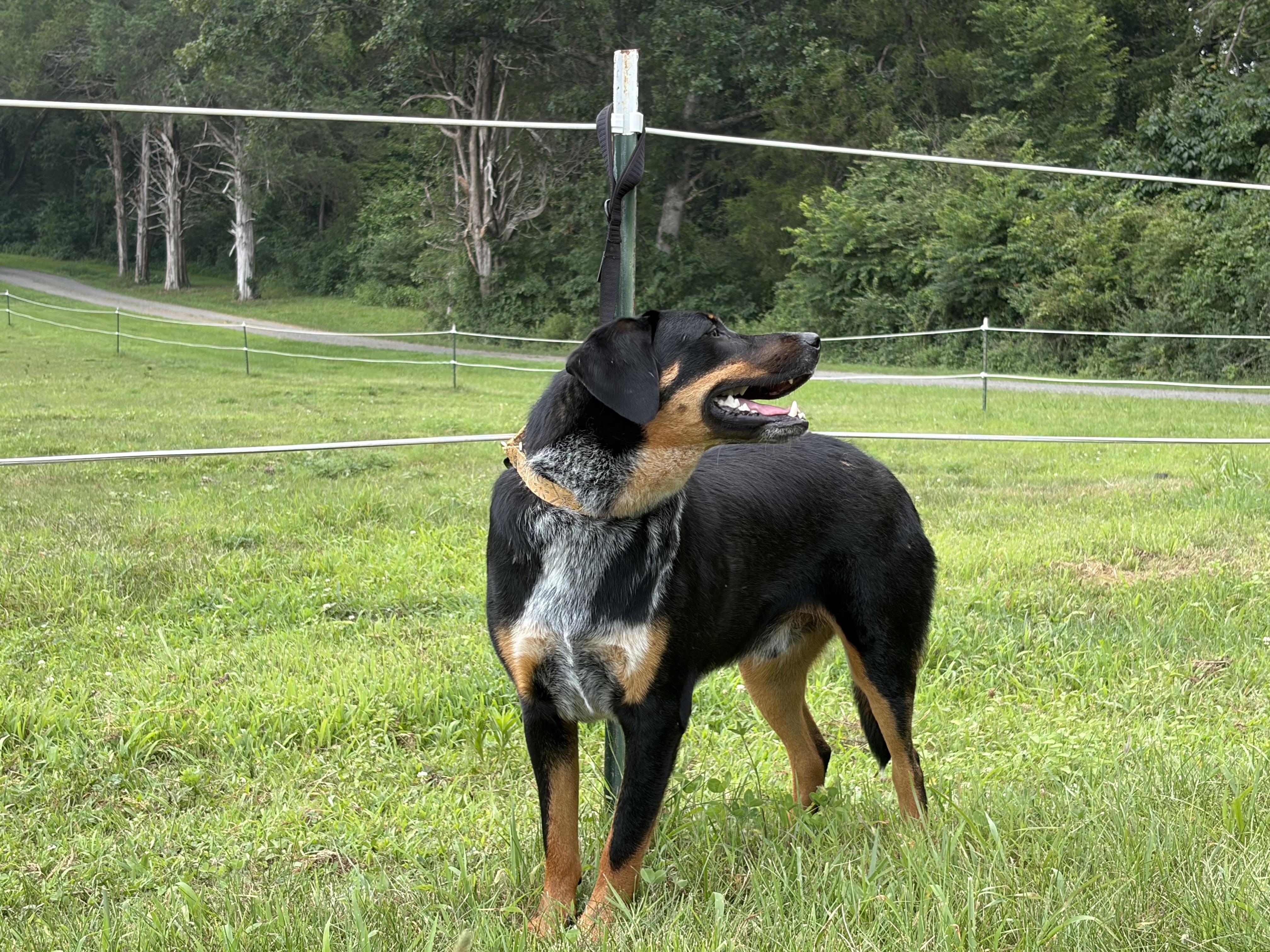 Enlarge Stevie, a ADOPTABLE mixed breed in Warrenton, VA image 5/6
