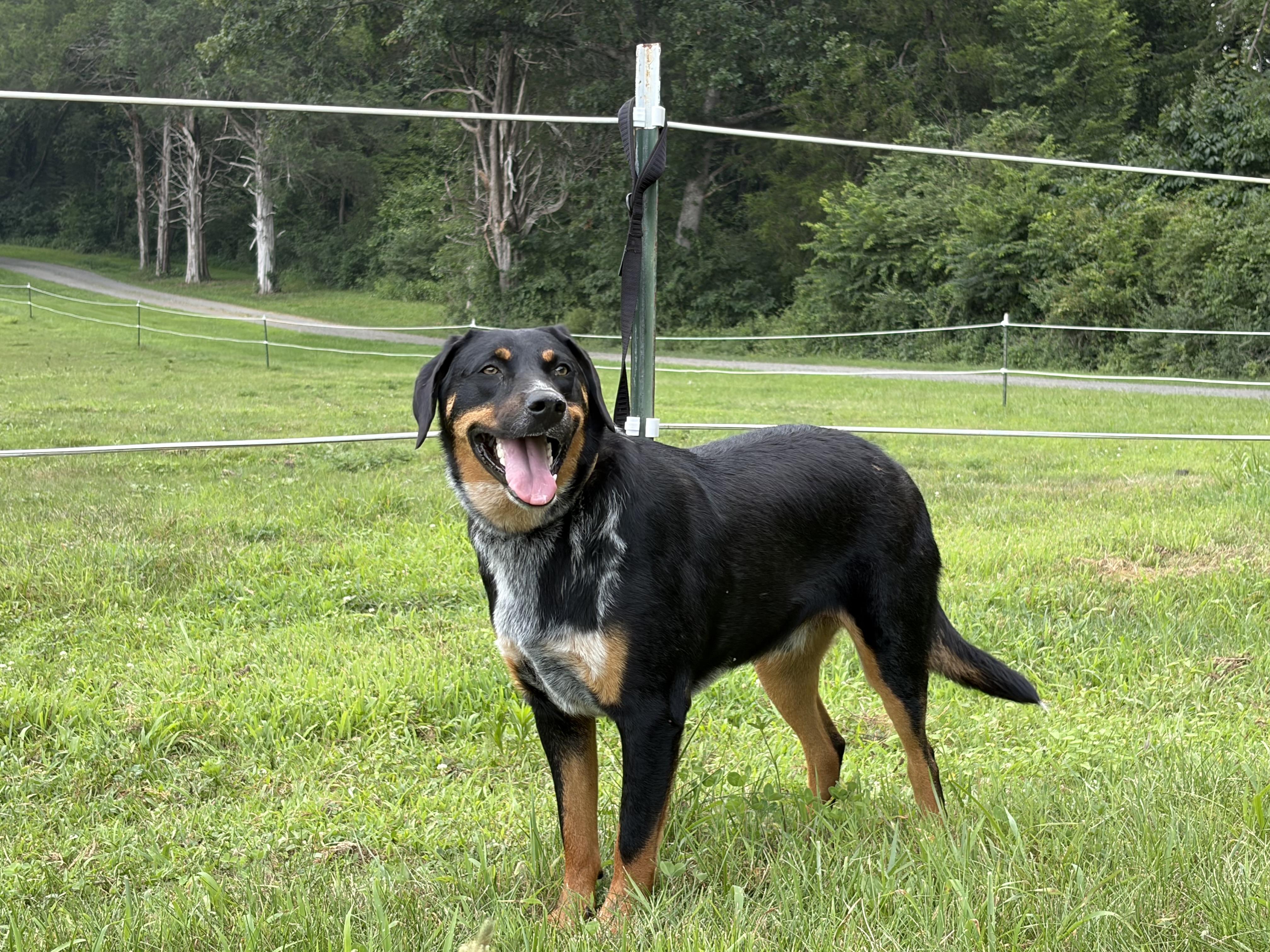 Enlarge Stevie, a ADOPTABLE mixed breed in Warrenton, VA image 6/6