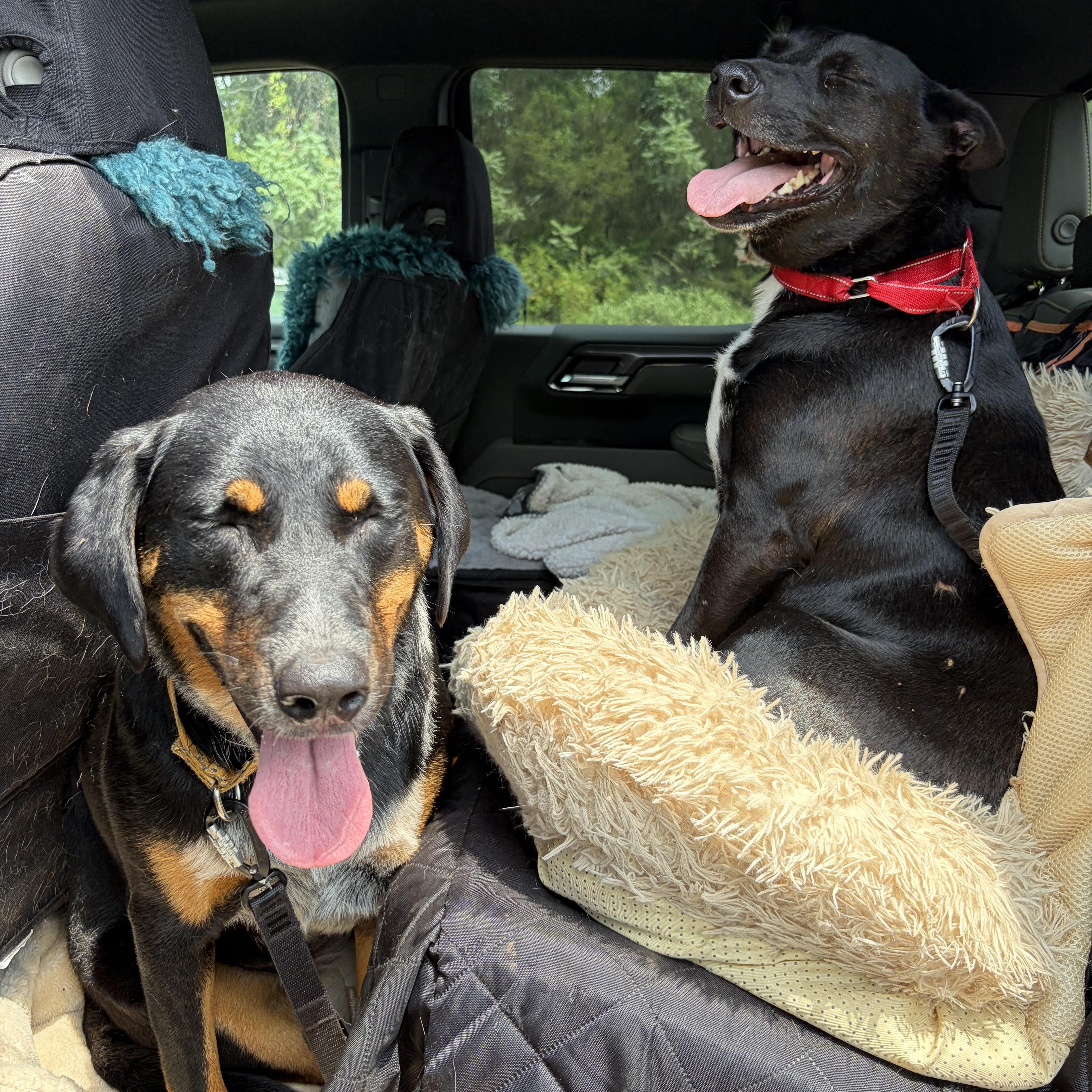 Enlarge Stevie, a ADOPTABLE mixed breed in Warrenton, VA image 2/6