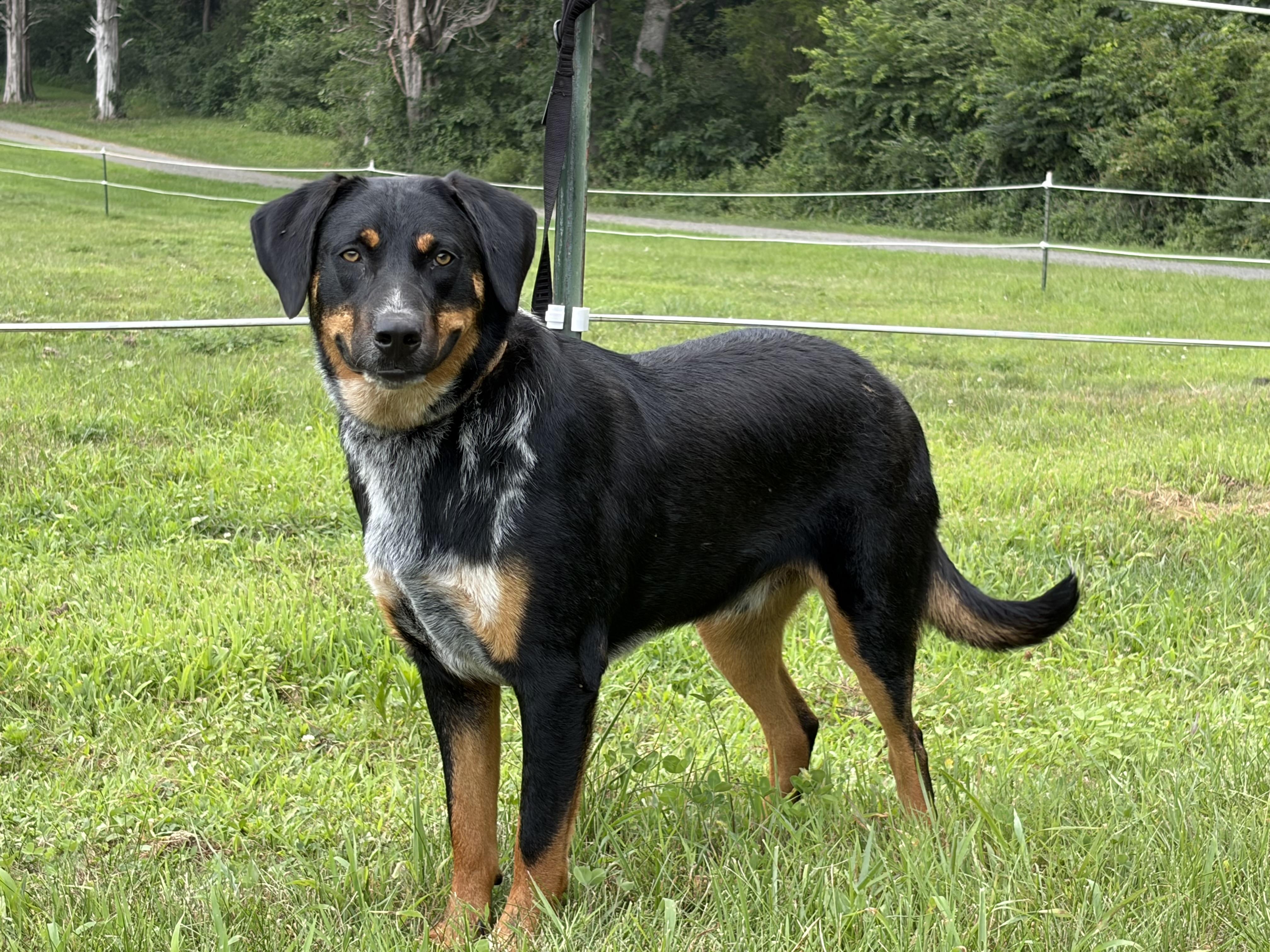 Stevie, ADOPTABLE, Young Male Labrador Retriever & Australian Shepherd.