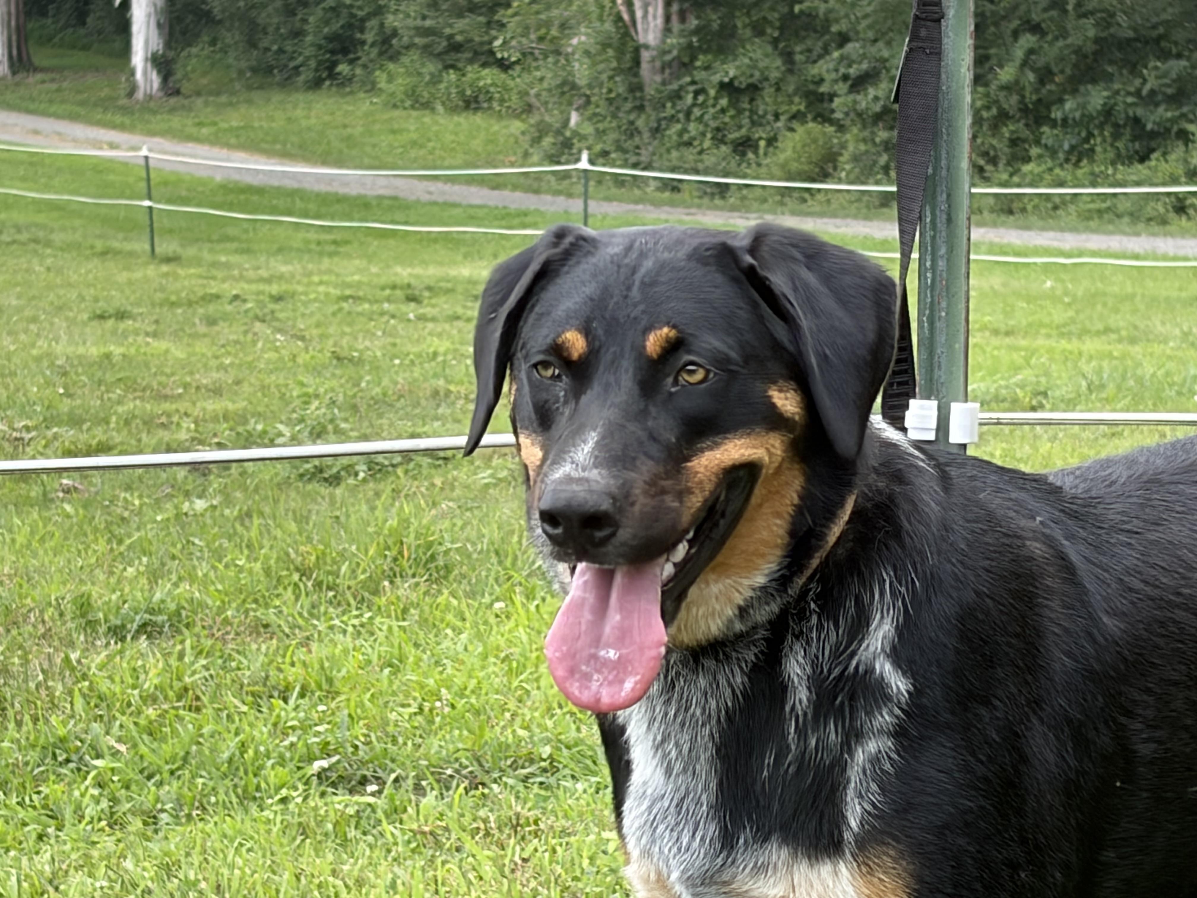 Enlarge Stevie, a ADOPTABLE mixed breed in Warrenton, VA image 3/6