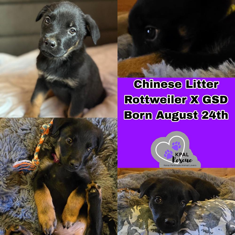 Enlarge Wasabi - Chinese Litter, a Adopted mixed breed in Kenai, AK image 1/1