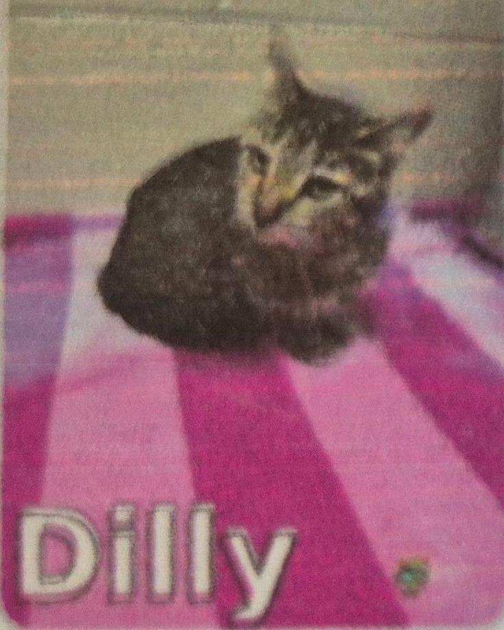 Enlarge Dilly (Bonded with sister China 2), a Adoptable mixed breed in Pittsboro, NC image 1/2