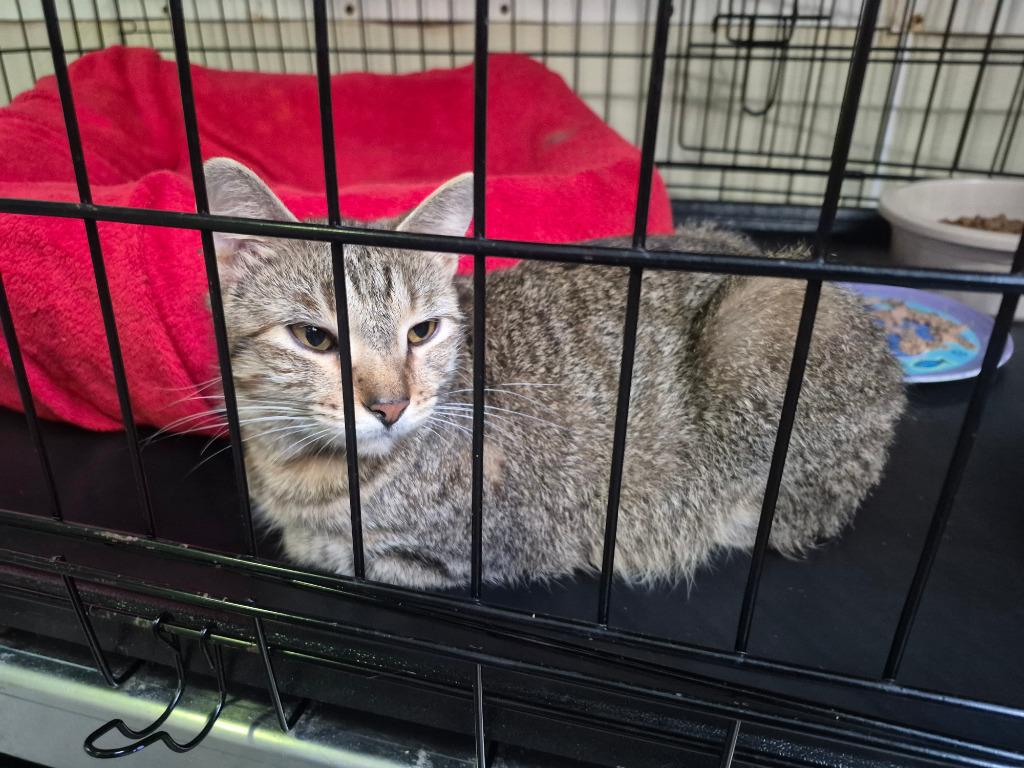 Enlarge Dilly (Bonded with sister China 2), a Adoptable mixed breed in Pittsboro, NC image 2/2
