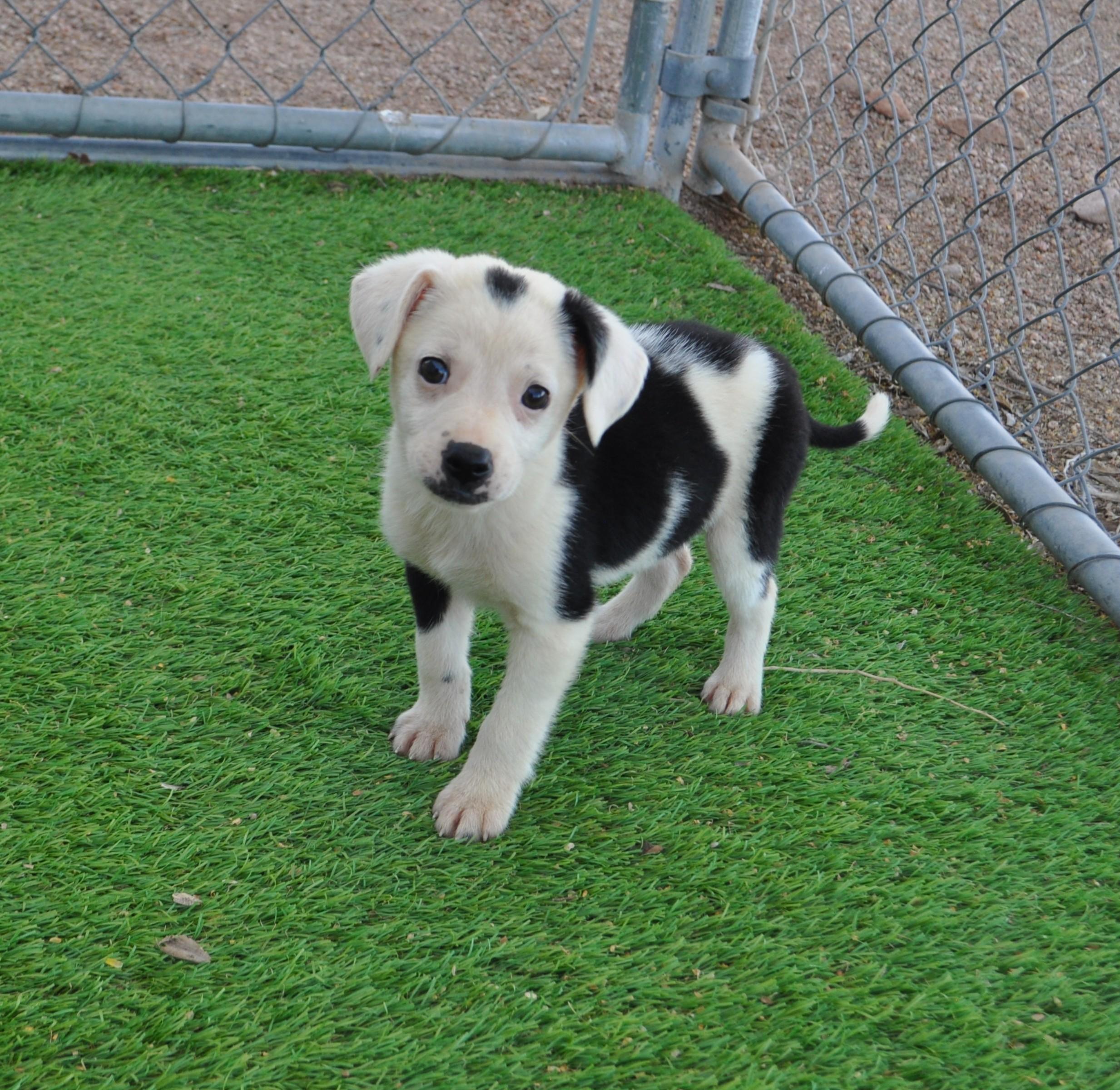 Malbec, adopted, Puppy Male Jack Russell Terrier & Italian Greyhound.