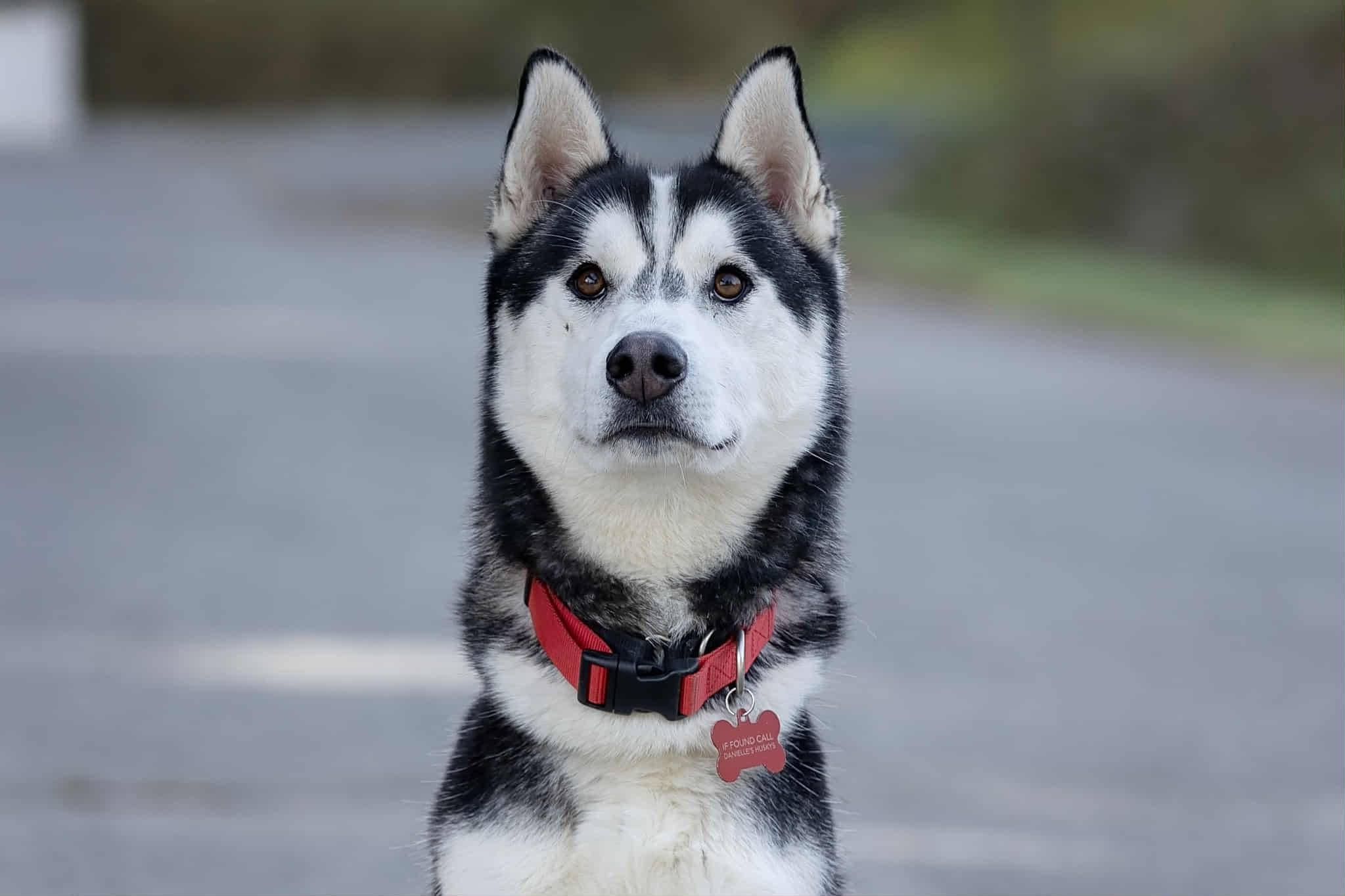Monty, ADOPTABLE, Adult Male Siberian Husky.