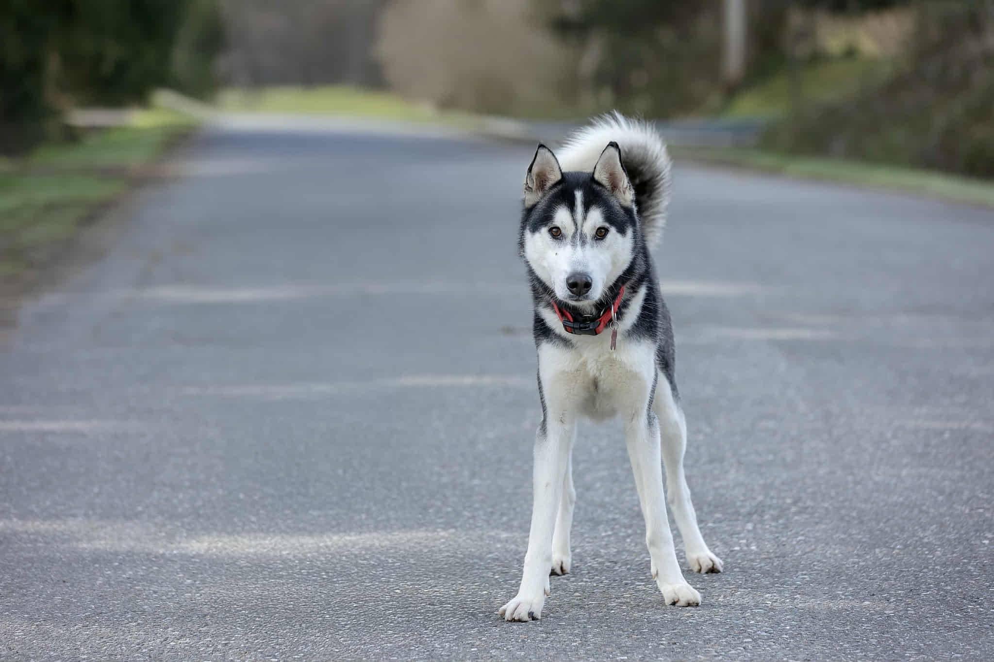 Enlarge Monty, a ADOPTABLE Siberian Husky in Langley, BC image 2/2