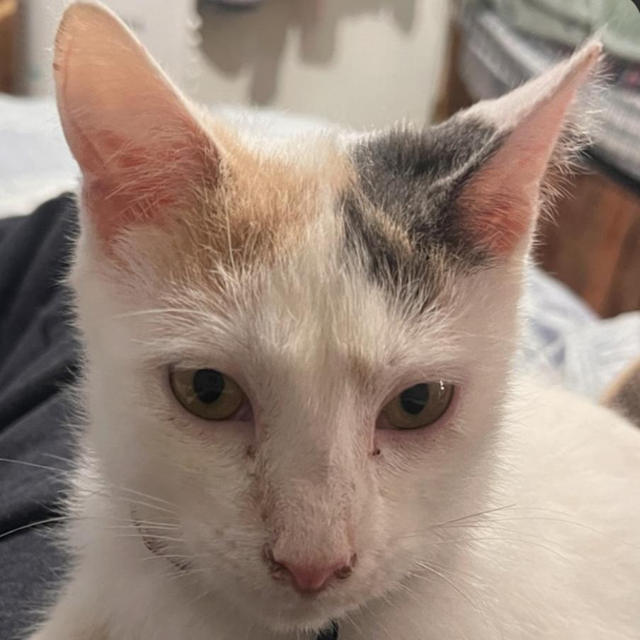 Arla, adopted, Young Female Domestic Short Hair.