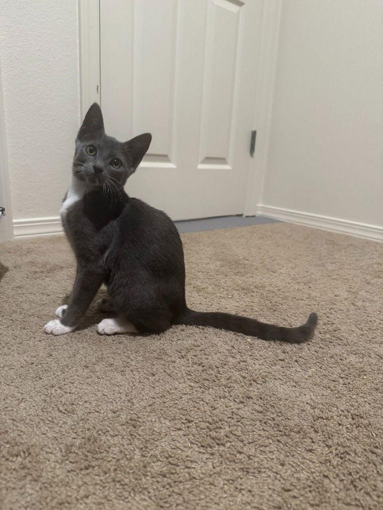 25-28 Bella, Adoptable, Kitten Female Domestic Short Hair.