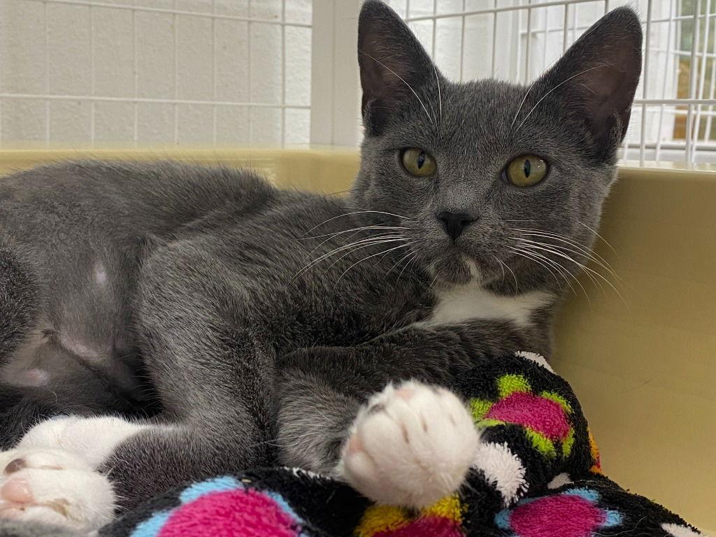 25-28 Bella, a Adoptable Domestic Short Hair image 2/3