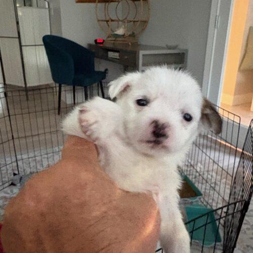 Enlarge Biscuit, a Adoptable mixed breed in Langley, BC image 2/2
