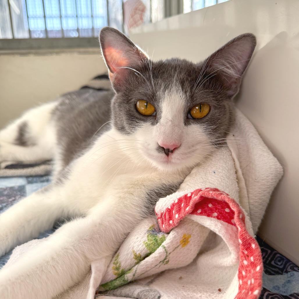 Enlarge Serena, a Adoptable Domestic Short Hair in Santa Barbara, CA image 1/3