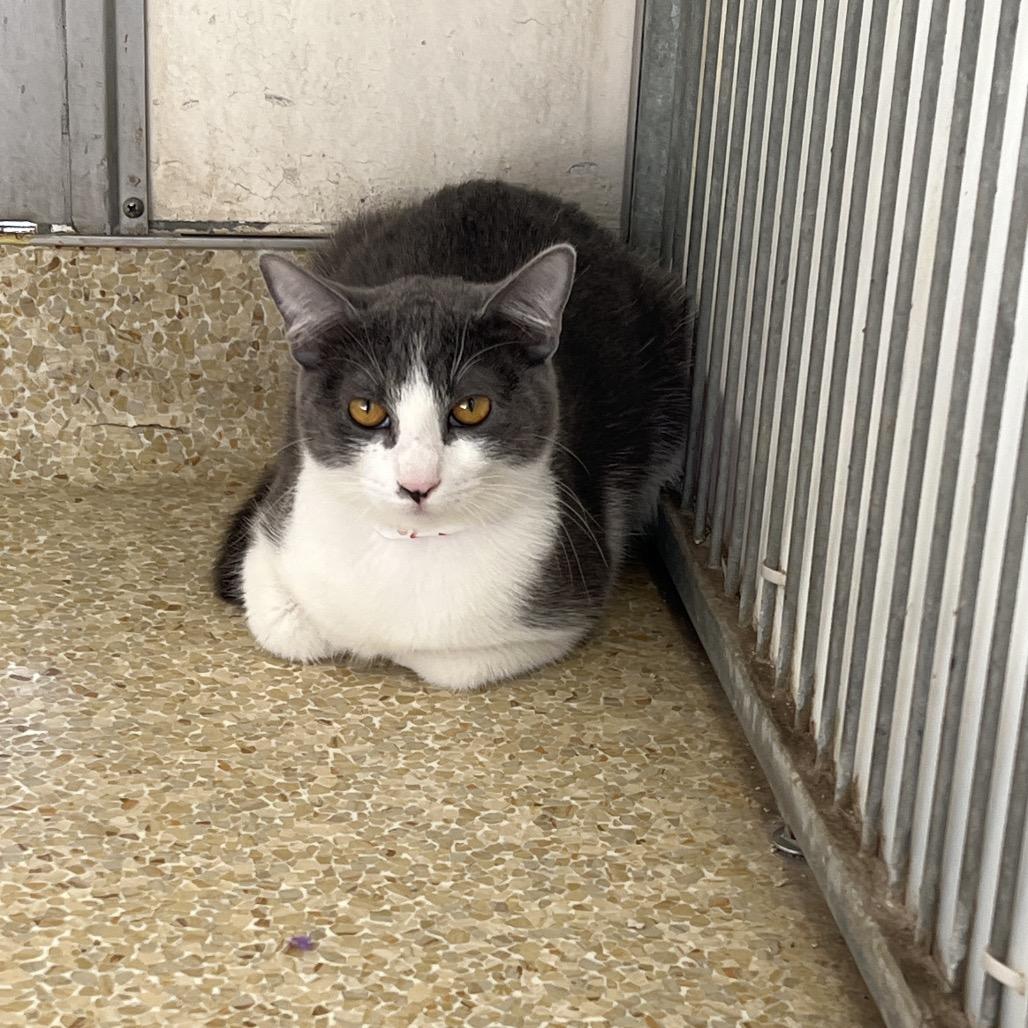 Enlarge Serena, a Adoptable Domestic Short Hair in Santa Barbara, CA image 2/3