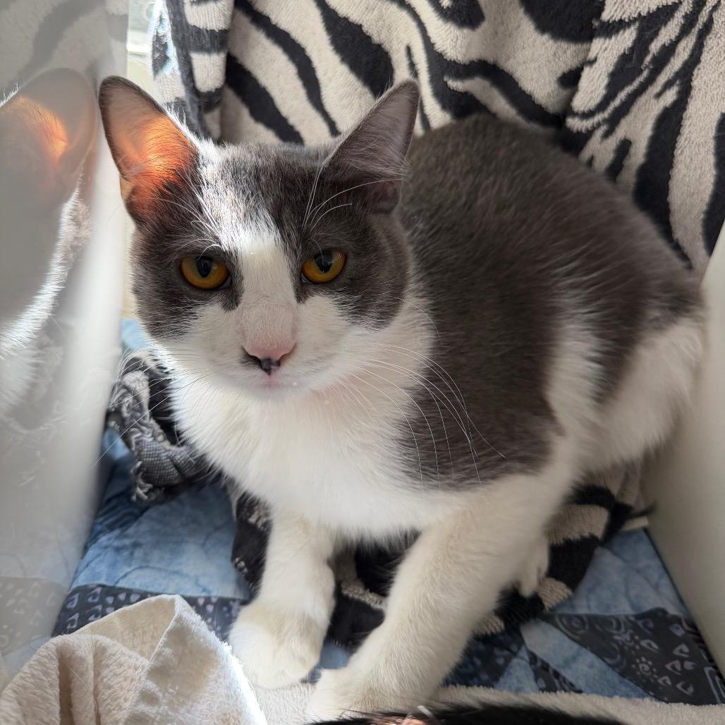 Enlarge Serena, a Adoptable Domestic Short Hair in Santa Barbara, CA image 3/3