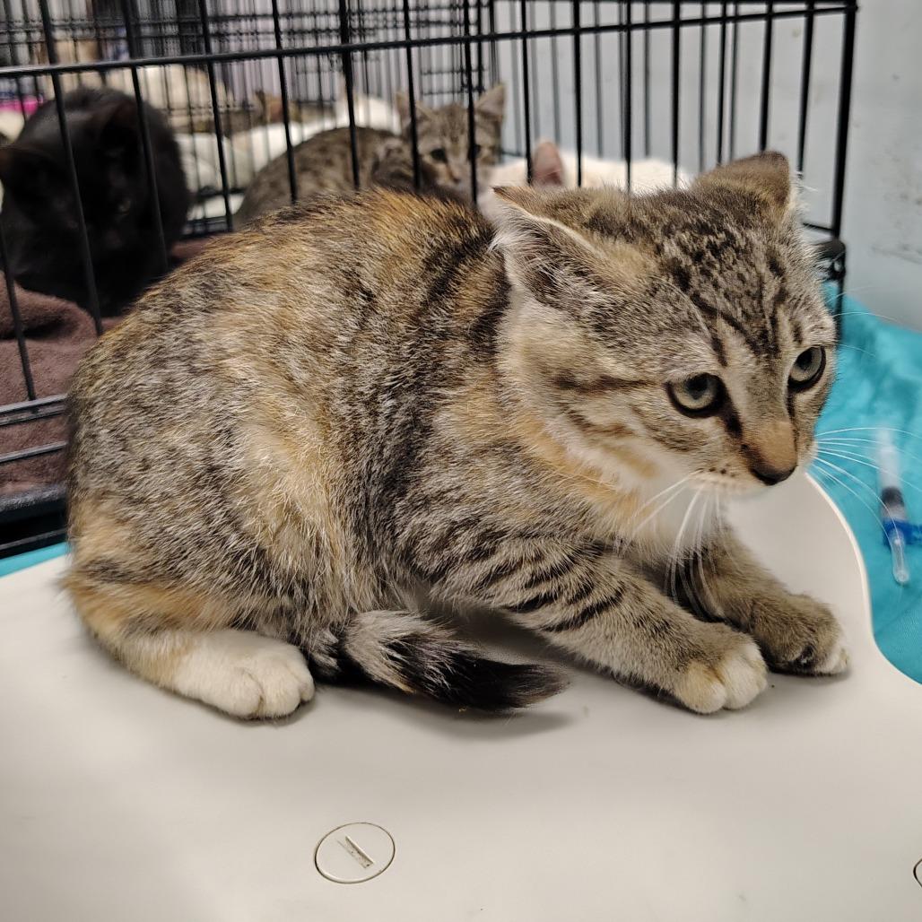 Regale, Adoptable, Kitten Female Domestic Short Hair.