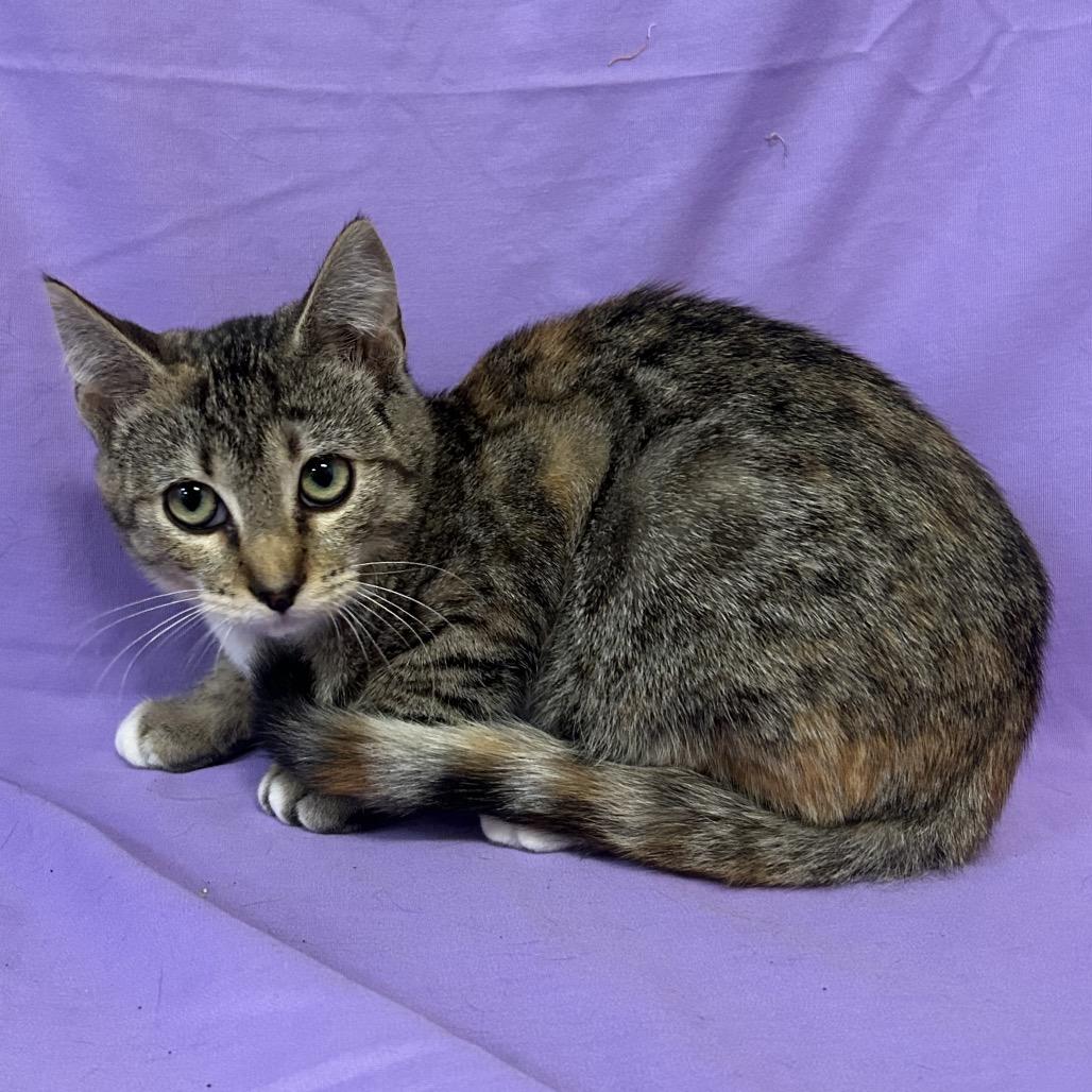 Enlarge Regale, a Adoptable Domestic Short Hair in Coos Bay, OR image 2/3