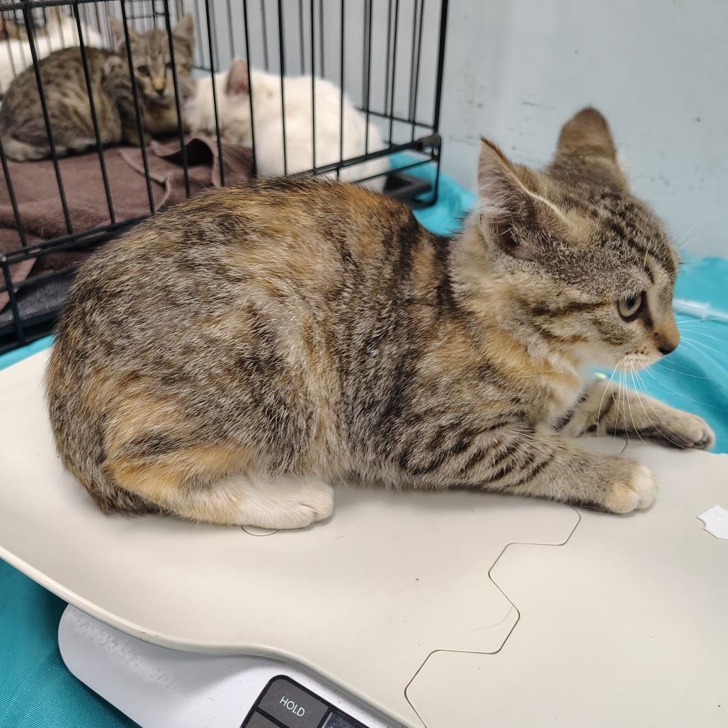 Enlarge Regale, a Adoptable Domestic Short Hair in Coos Bay, OR image 3/3