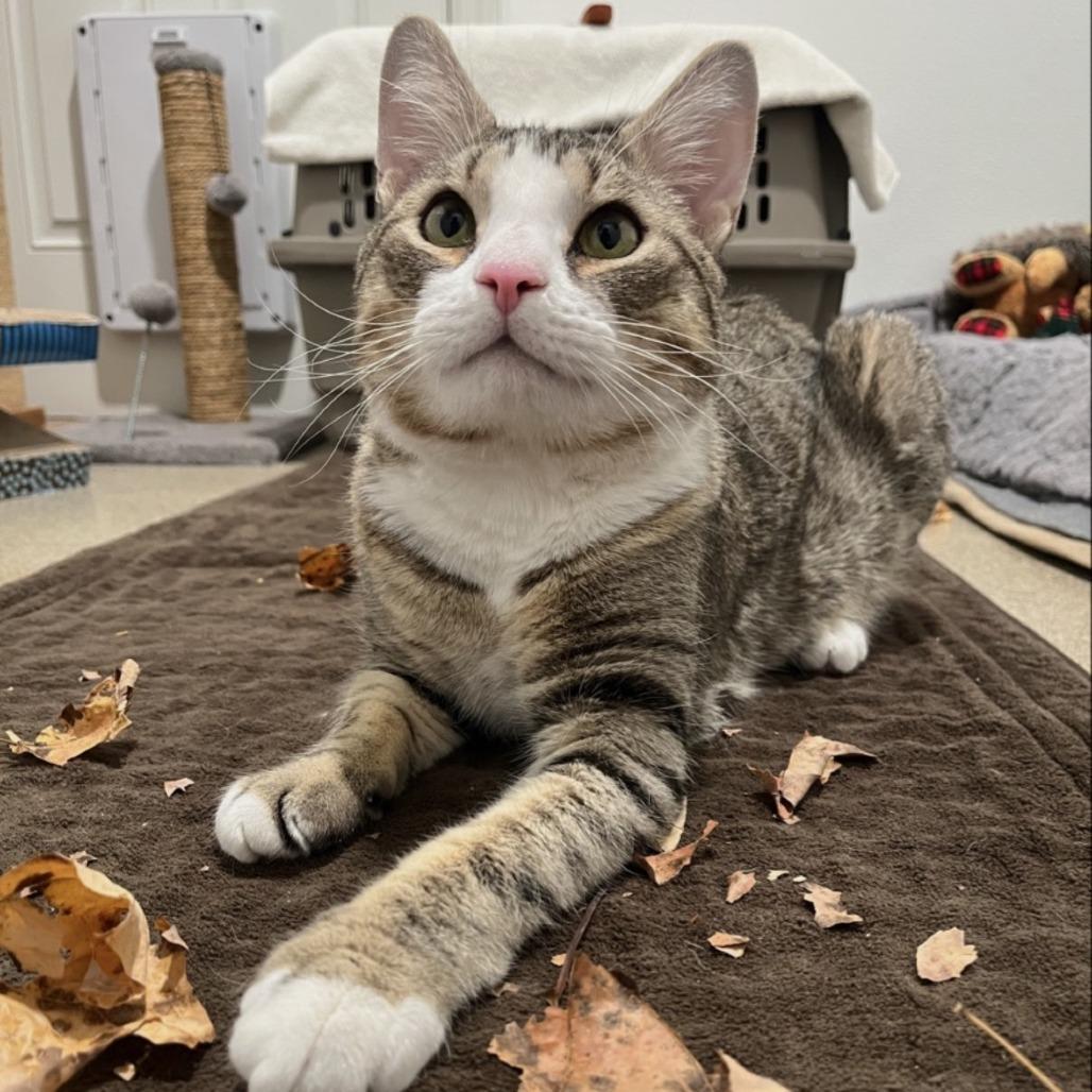 Dante, a Adoptable Domestic Short Hair in Manchester, CT image 1/6