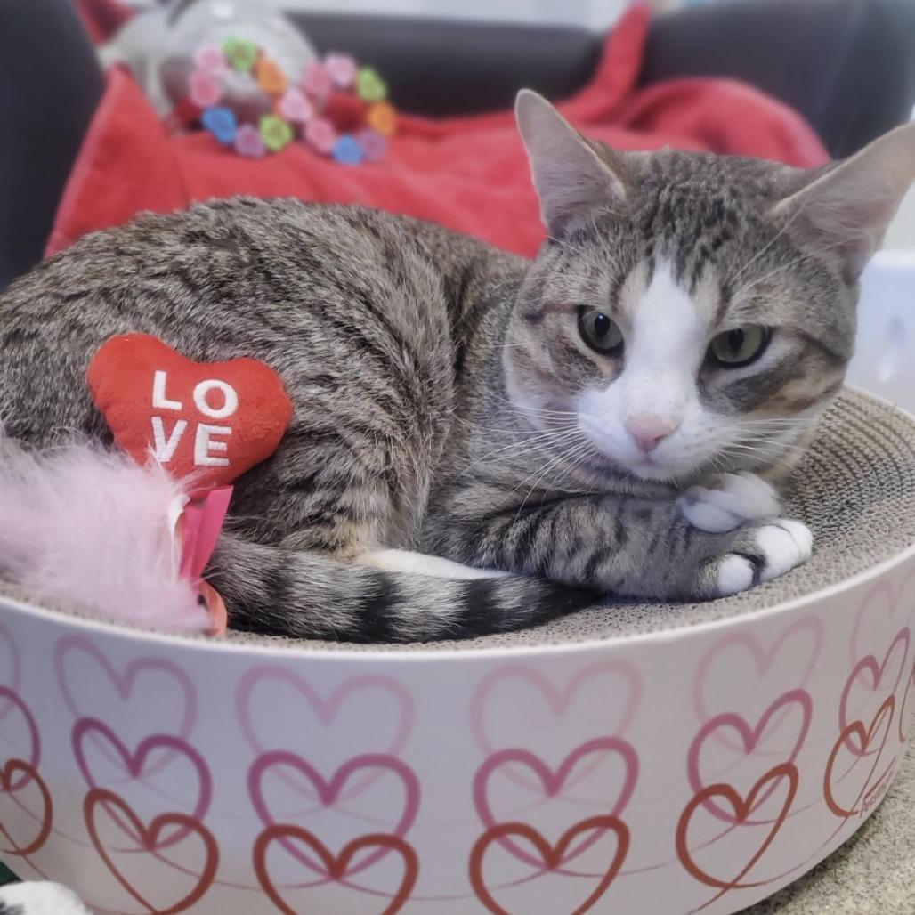 Dante, a Adoptable Domestic Short Hair in Manchester, CT image 2/6