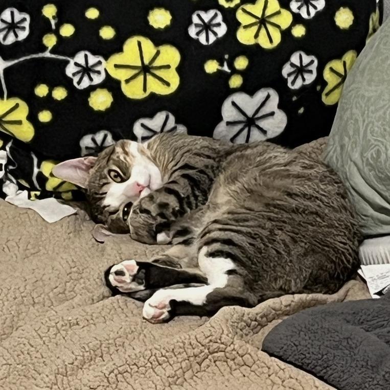 Dante, a Adoptable Domestic Short Hair in Manchester, CT image 3/6