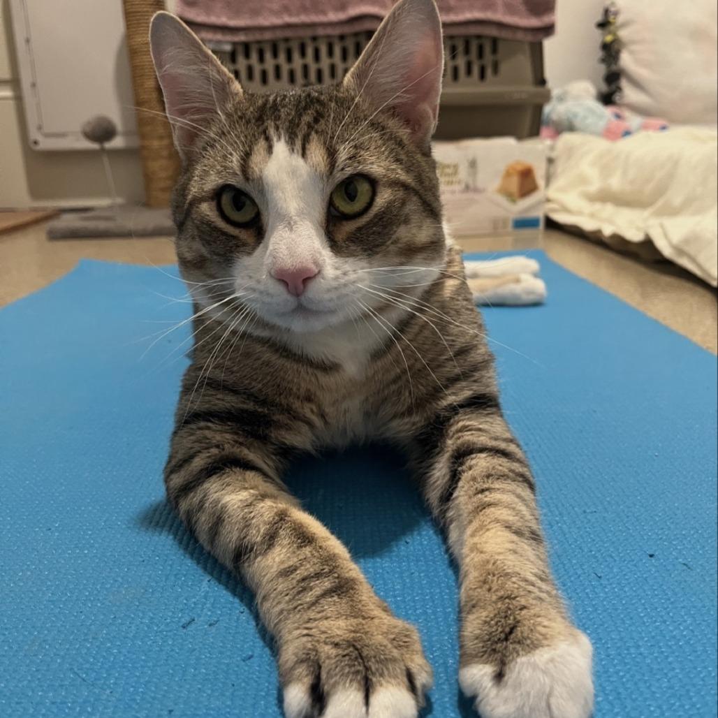 Dante, a Adoptable Domestic Short Hair in Manchester, CT image 4/6