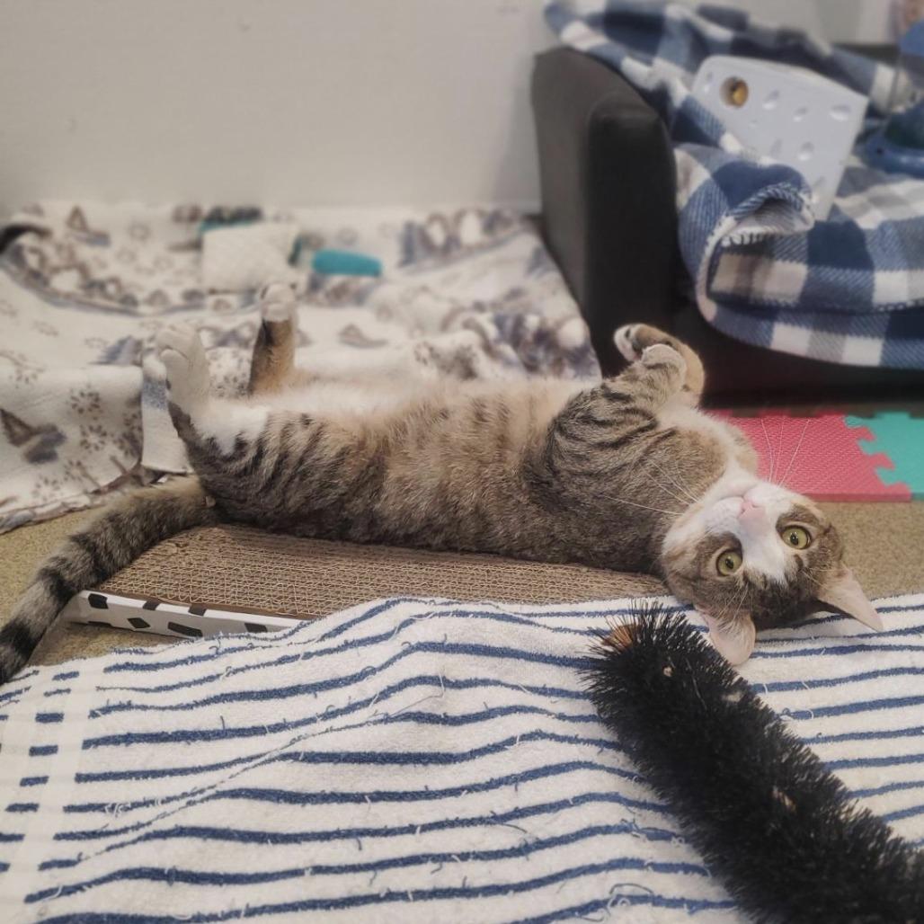 Dante, a Adoptable Domestic Short Hair in Manchester, CT image 5/6