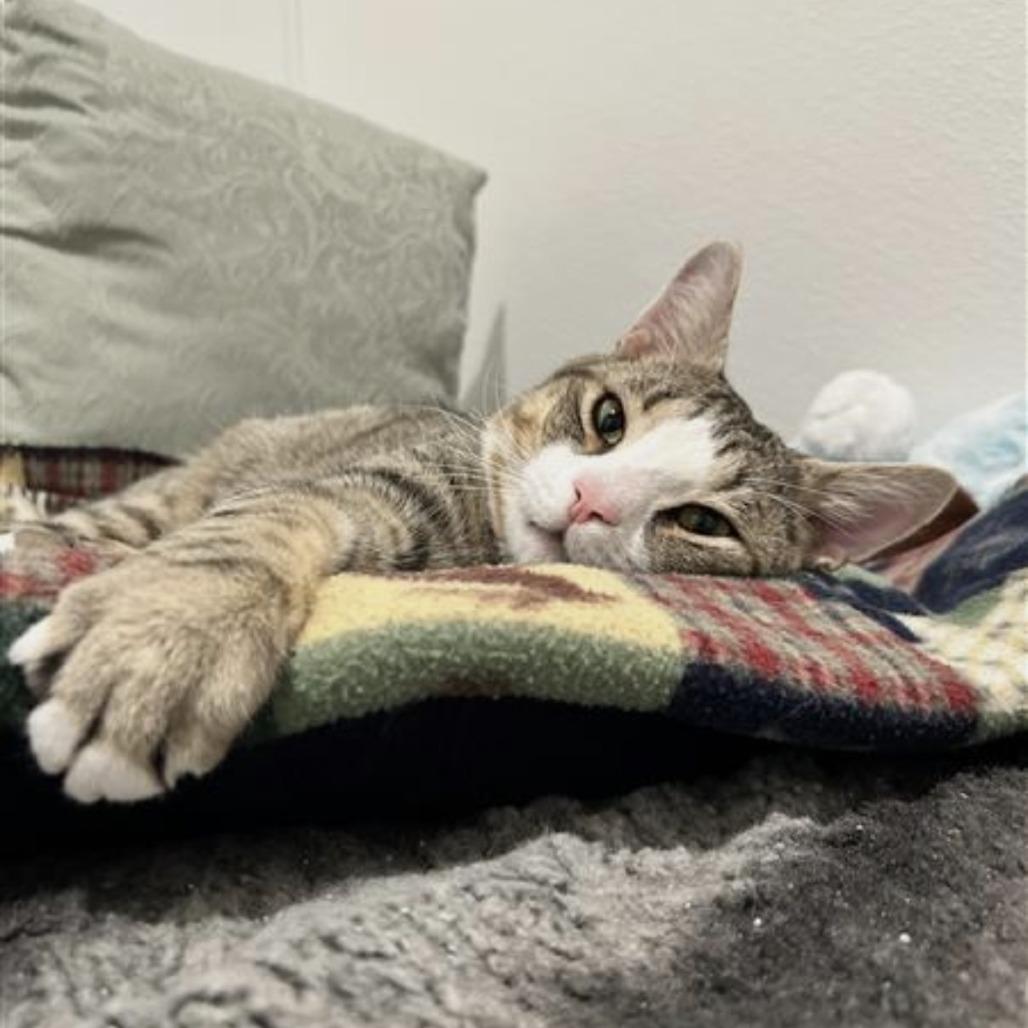 Dante, a Adoptable Domestic Short Hair in Manchester, CT image 6/6