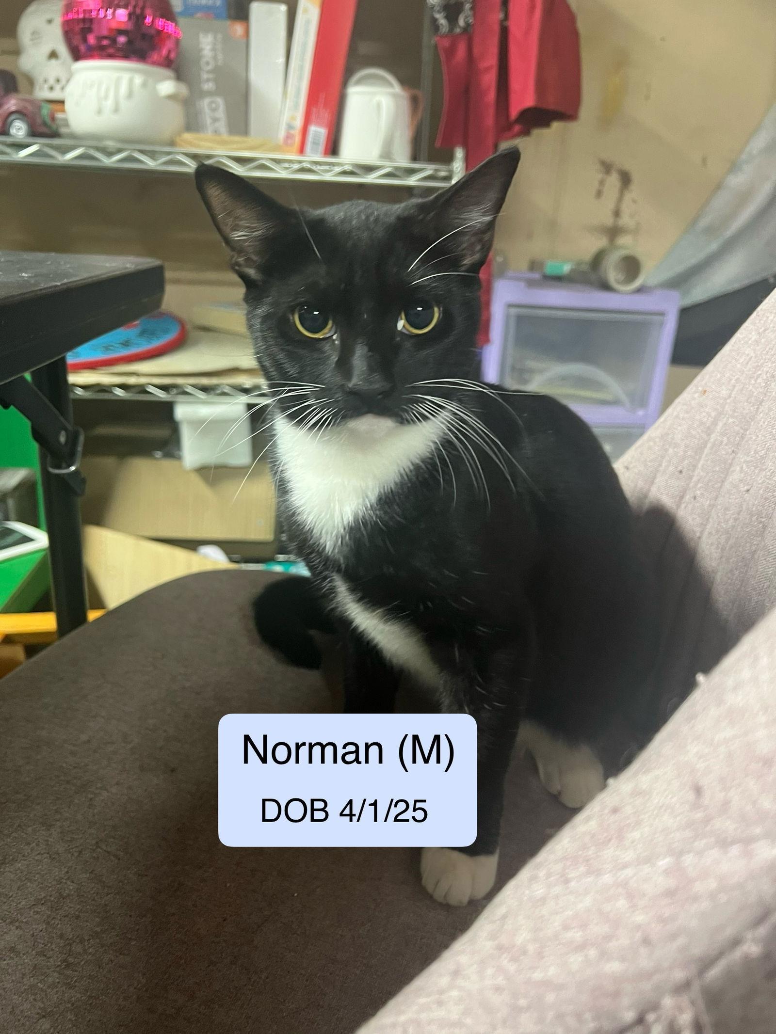 Enlarge Norman, a Adoptable Domestic Short Hair in Vacaville, CA image 1/1