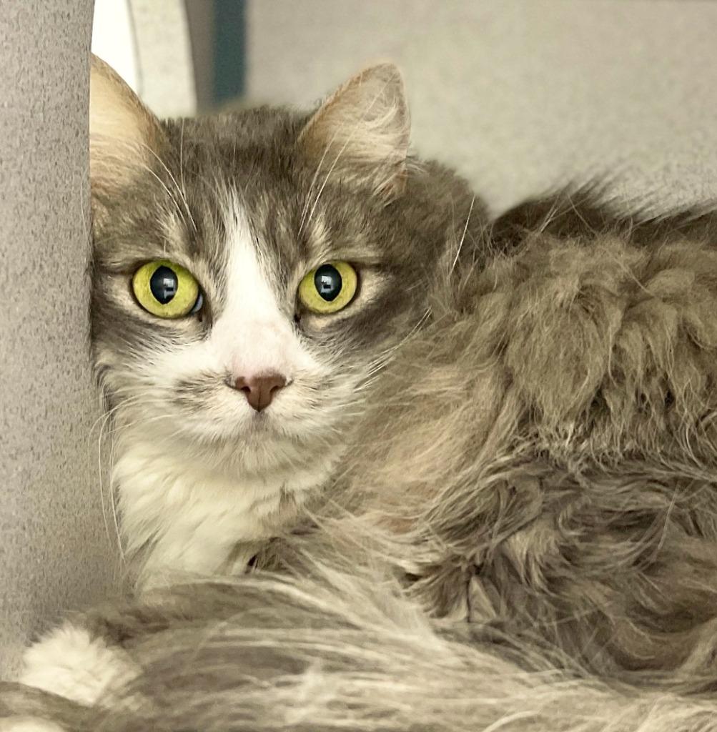 Syrah, Adopted, Senior Female Domestic Medium Hair.