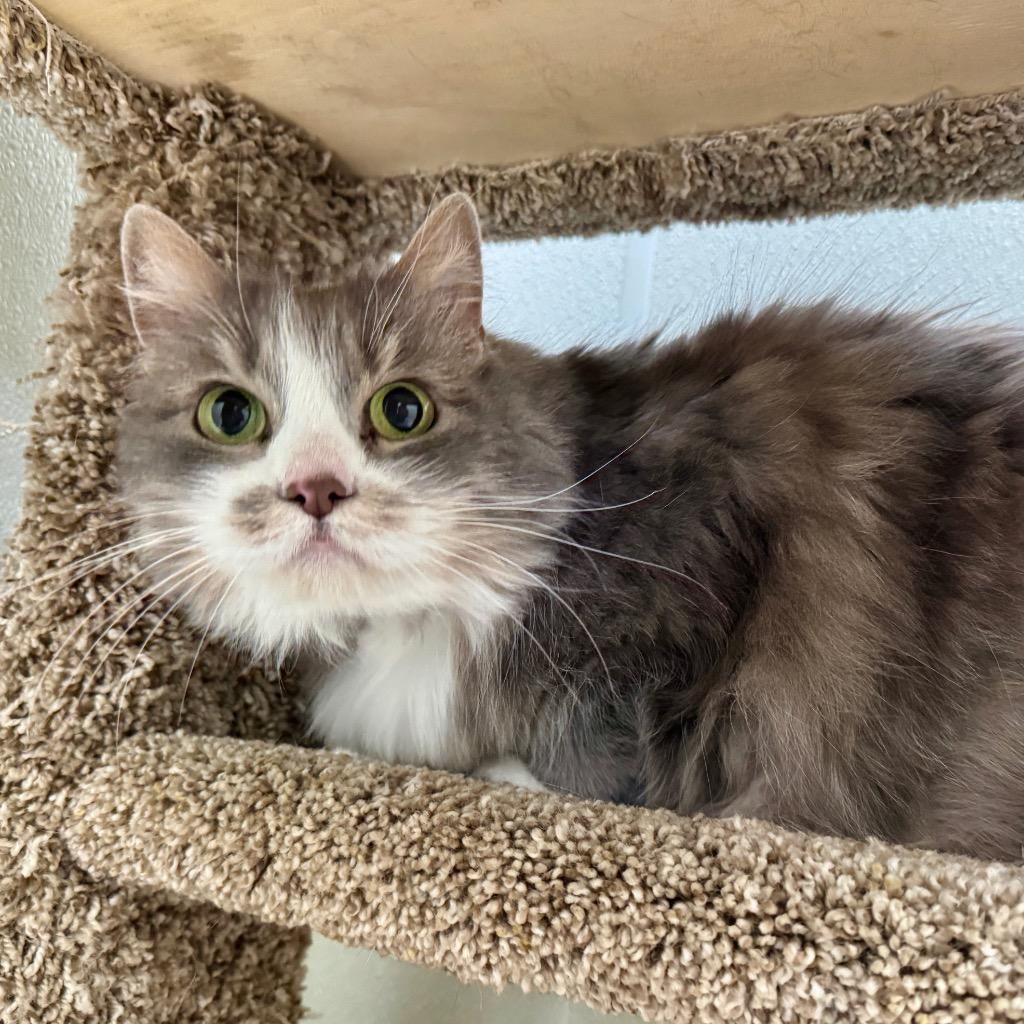 Enlarge Syrah, a Adopted mixed breed in Cambria, CA image 4/6