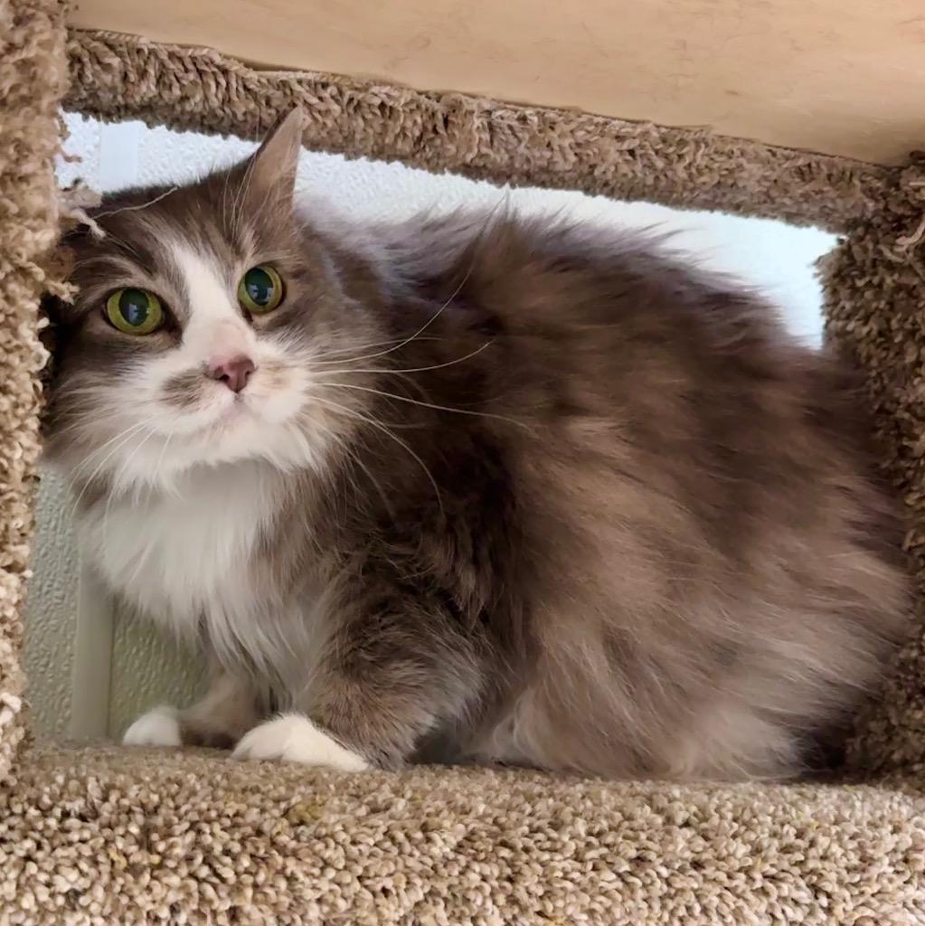 Enlarge Syrah, a Adopted mixed breed in Cambria, CA image 3/6