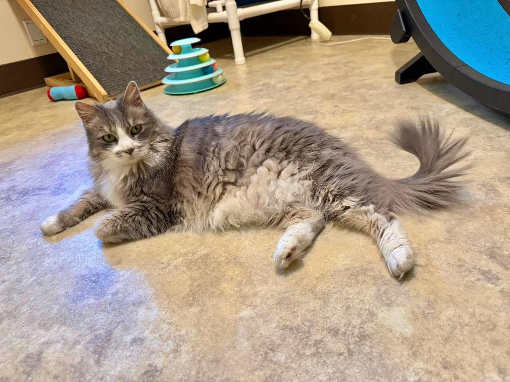 Enlarge Syrah, a Adopted mixed breed in Cambria, CA image 5/6