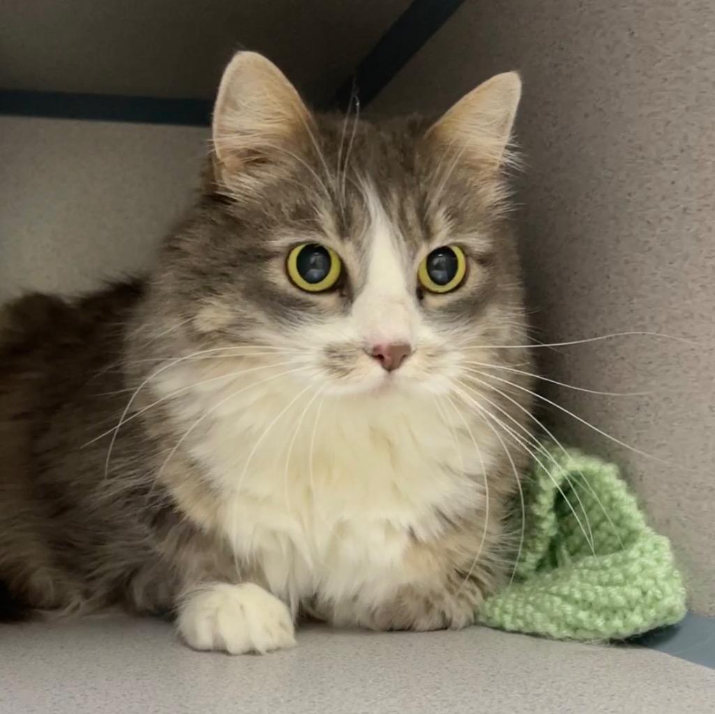 Enlarge Syrah, a Adopted mixed breed in Cambria, CA image 5/6