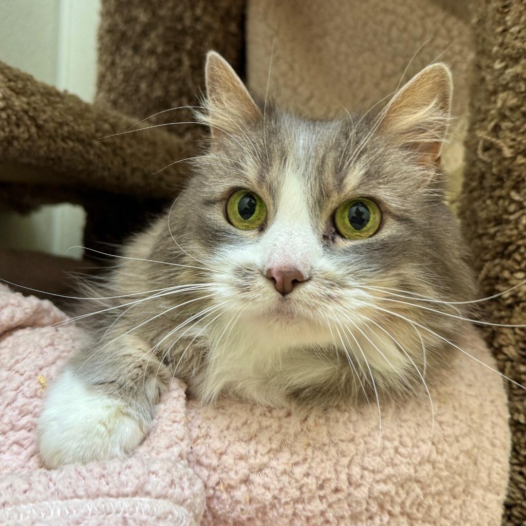 Enlarge Syrah, a Adopted mixed breed in Cambria, CA image 6/6