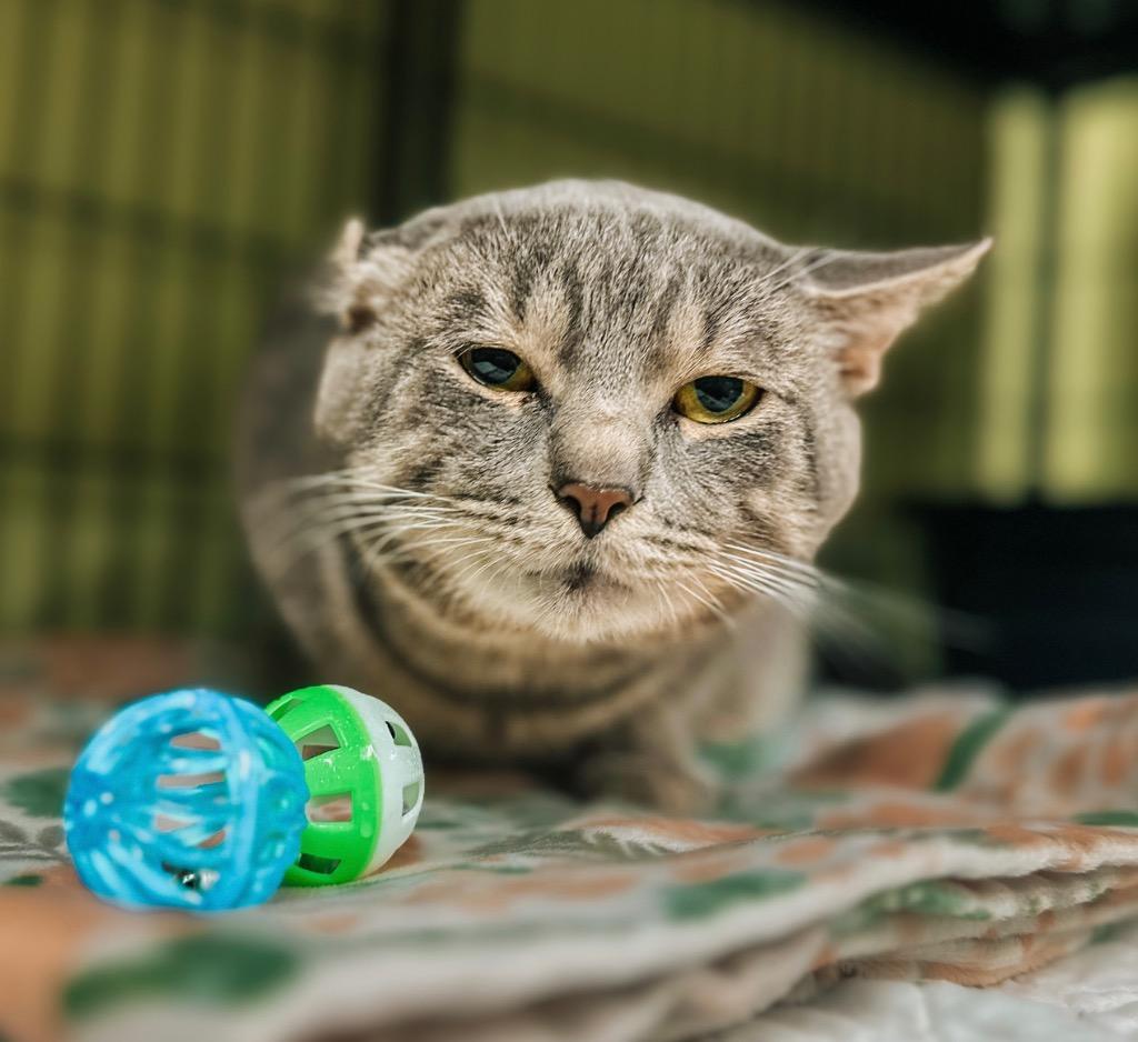 Hunkules, Adoptable, Adult Male Domestic Short Hair.